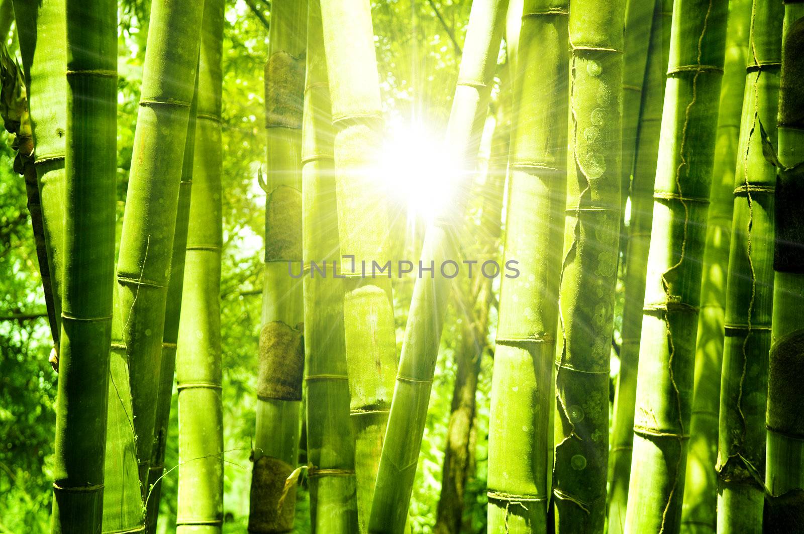 Asian Bamboo forest with morning sunlight.