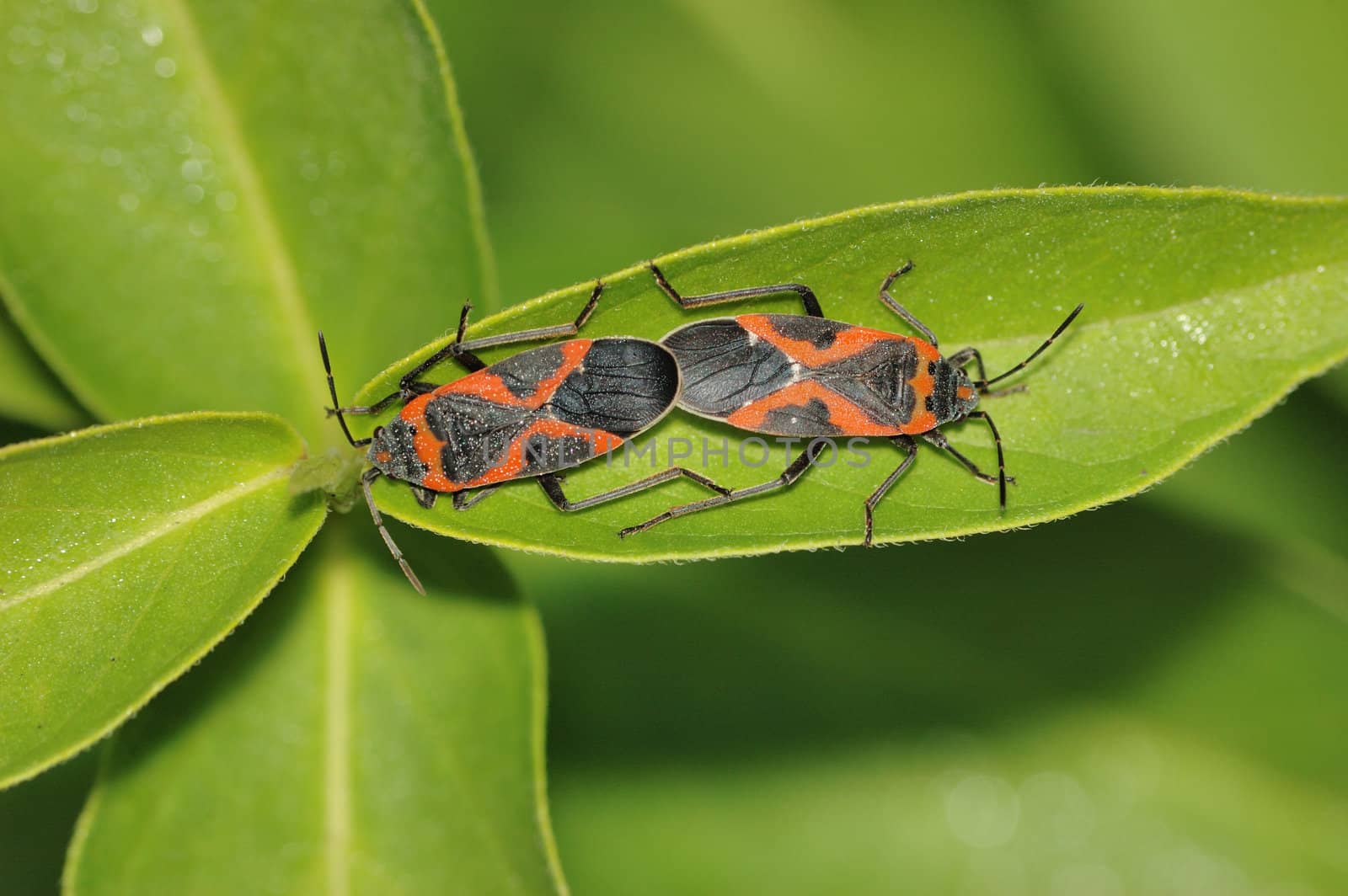 Milkweed Beetles perched on a plant leaf.