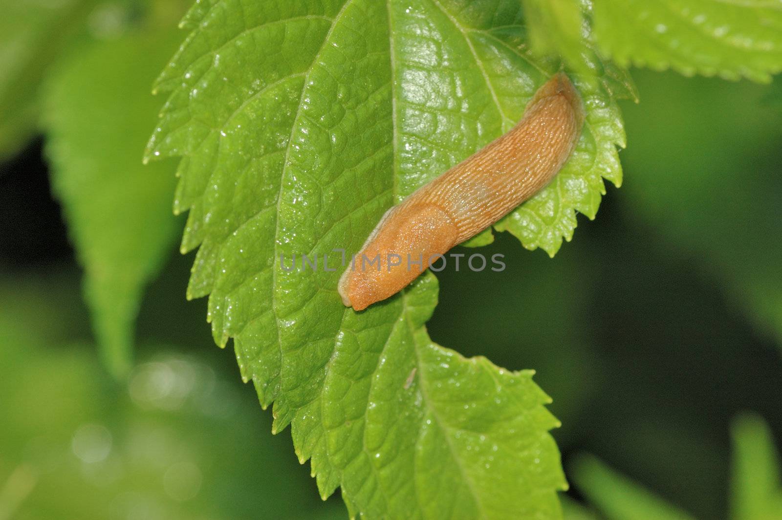 Garden Slug crawling along a plant leaf.