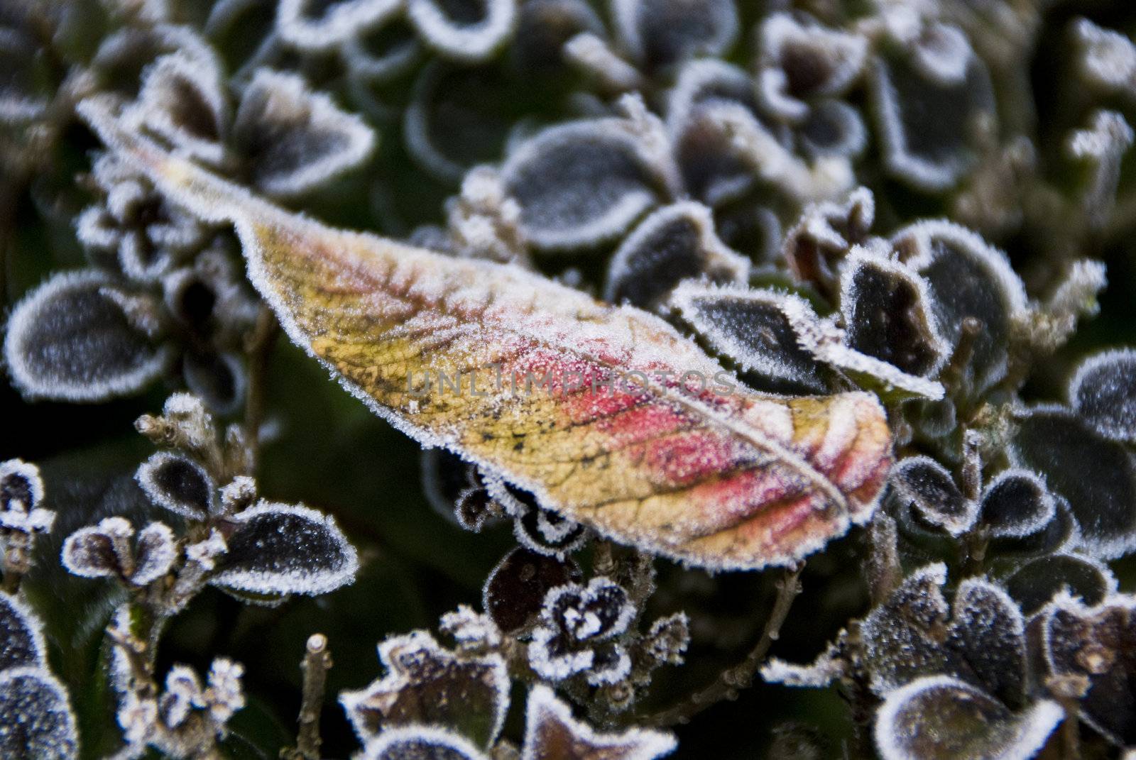 Frozen leaf photographed up close on flowers in background. Macro.