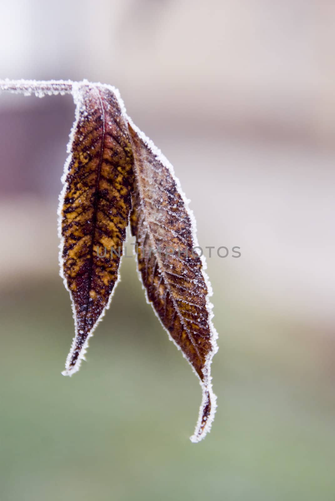 Frozen leafs photographed in their natural environment. Macro.