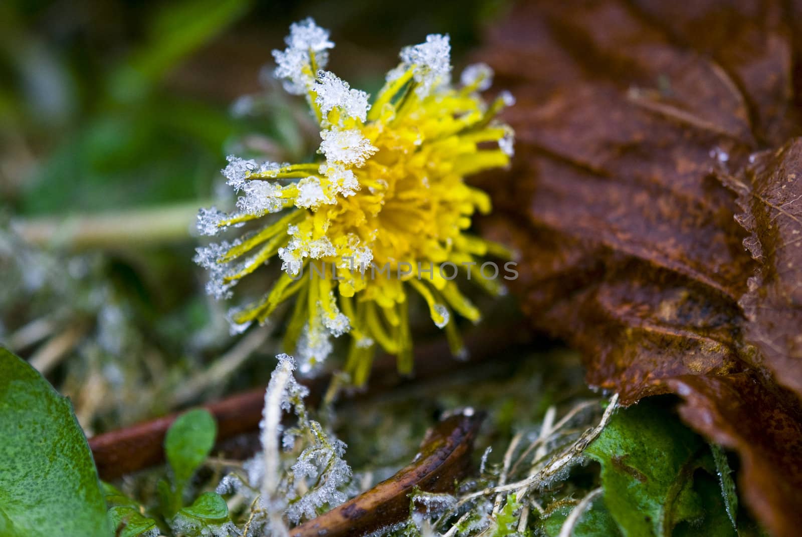 Frozen flower photographed up close. Macro.