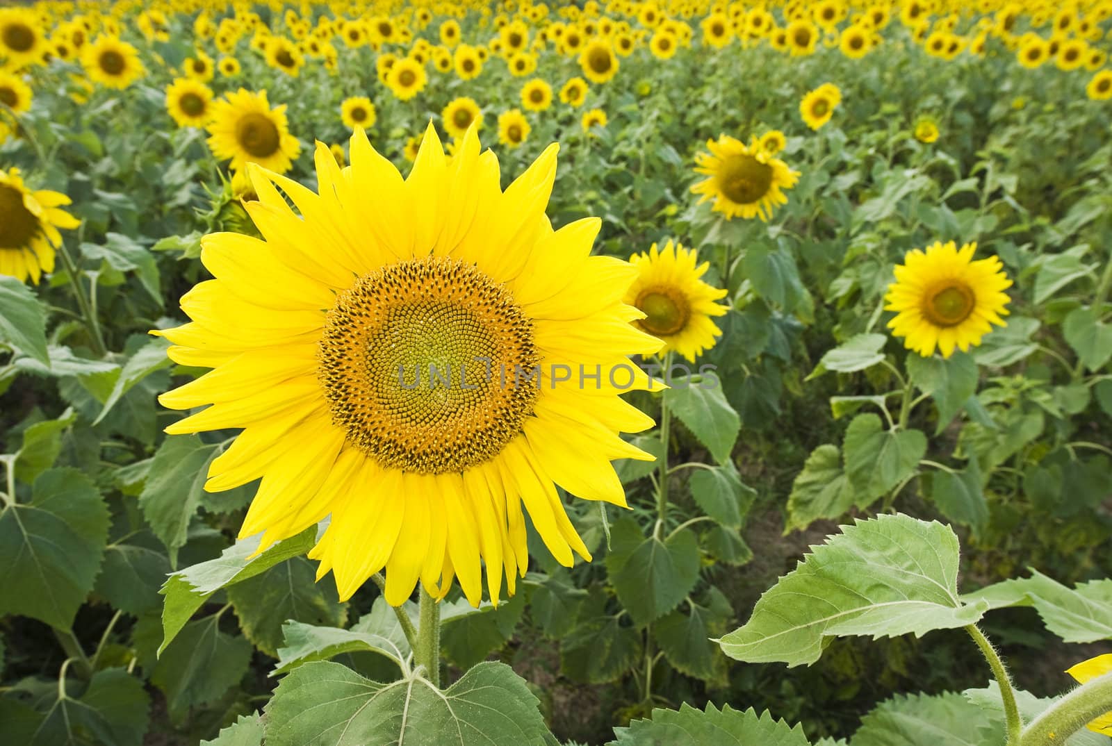 Field of Sun Flowers by thyrymn