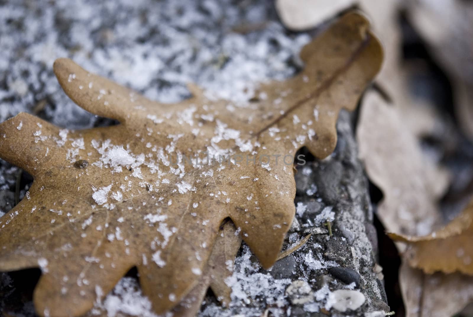 Dry leaf covered with snowflakes.