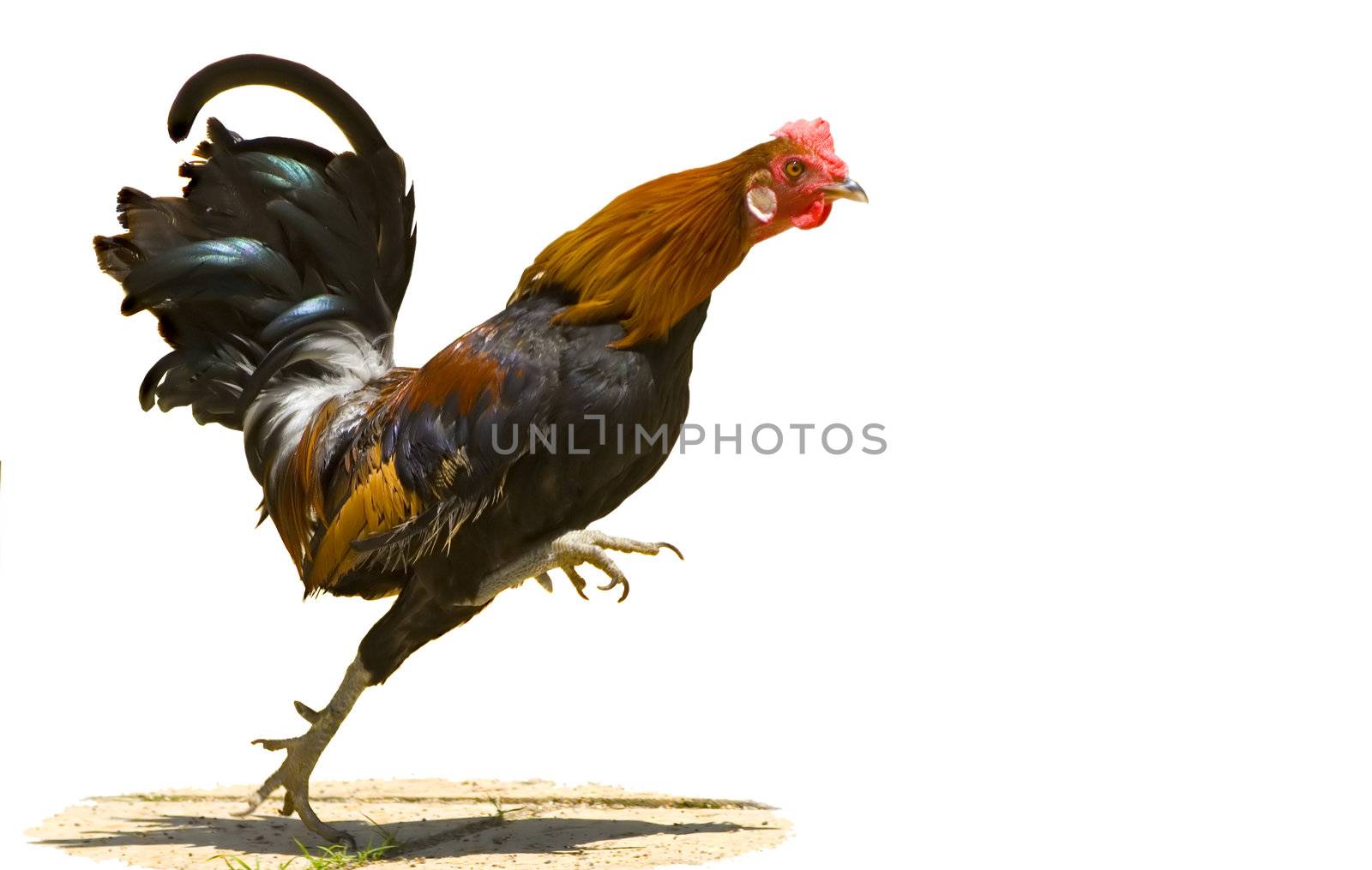 A red rooster running quickly