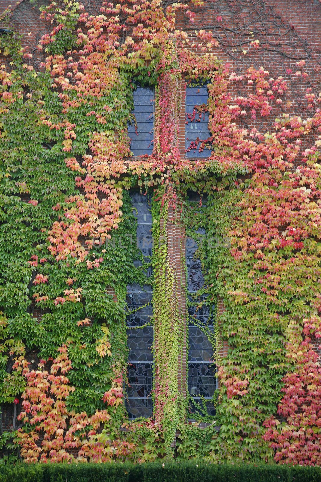 Virginia Creeper at chapel wall in autumn colors.
