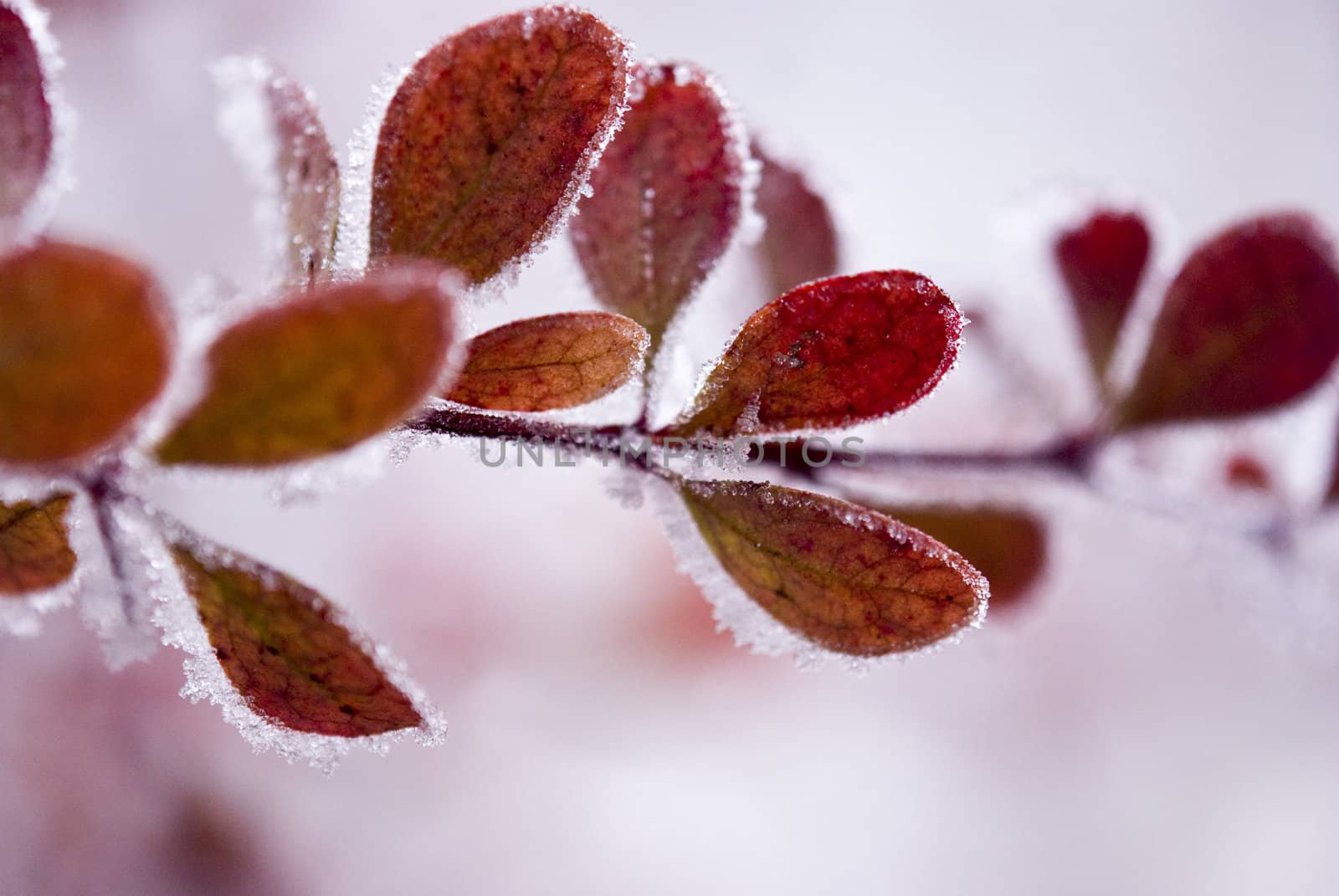 Red tree covered with ice and snow, photographed up close. Macro.