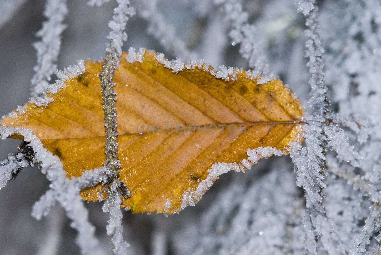 Frozen leaf photographed on also frozen background.