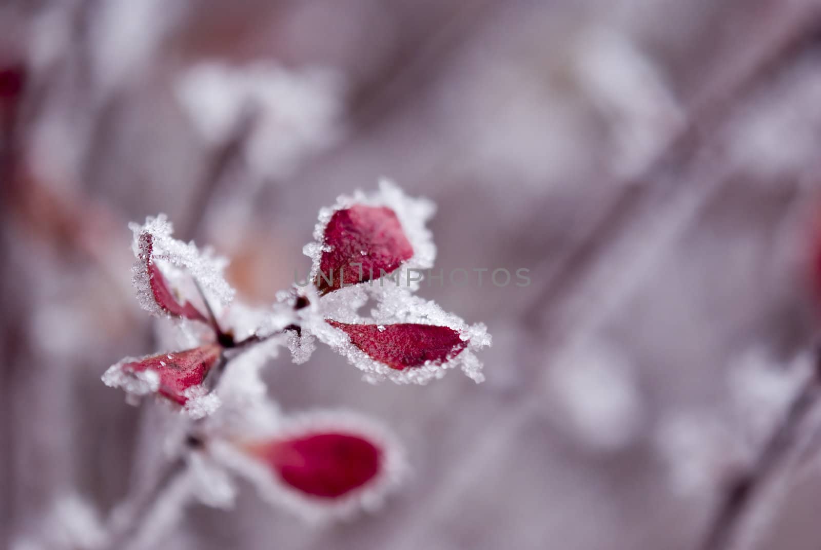 Purple-pink tree covered with ice and snow, photographed up close. Macro.