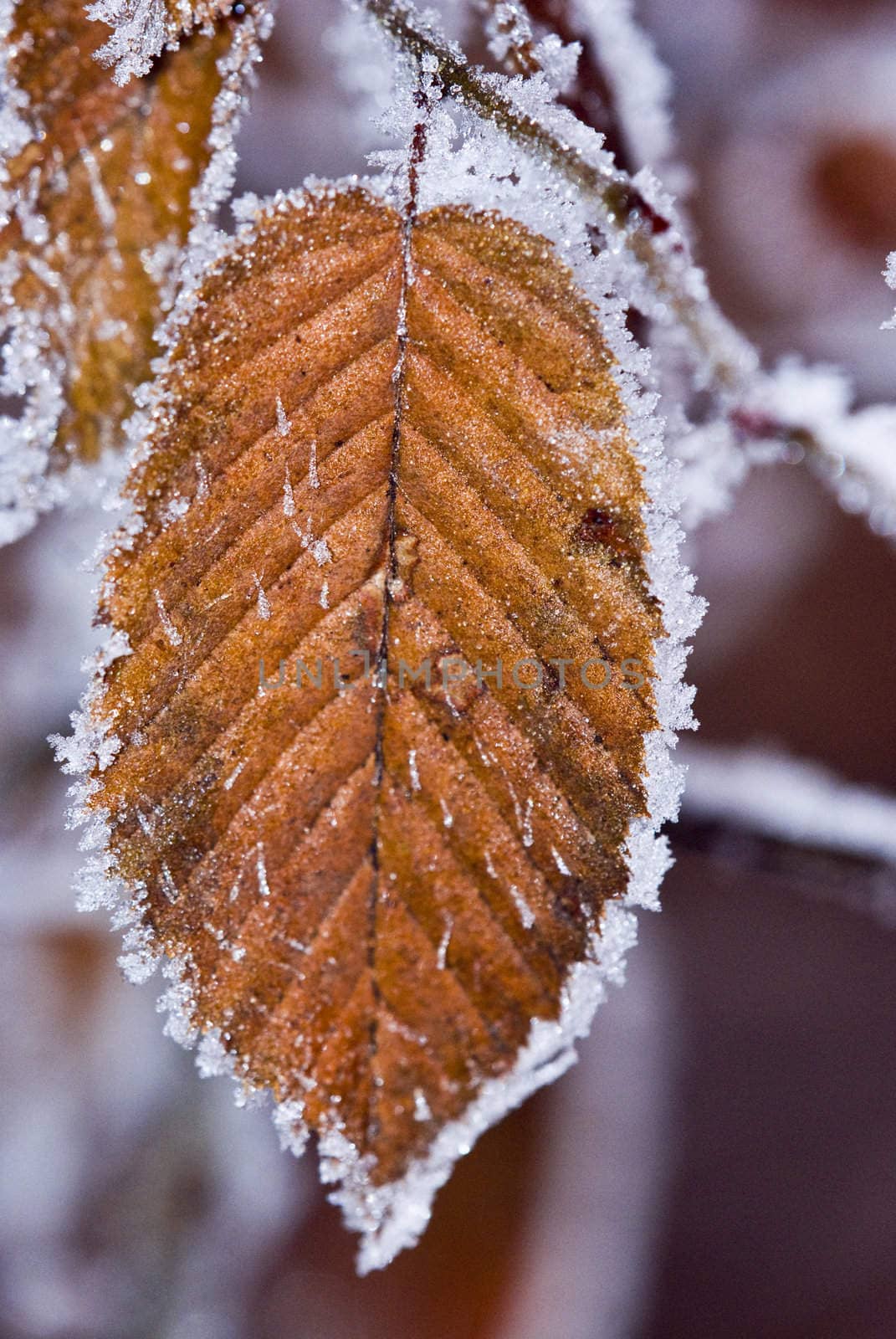 Frozen leaf by Dona203