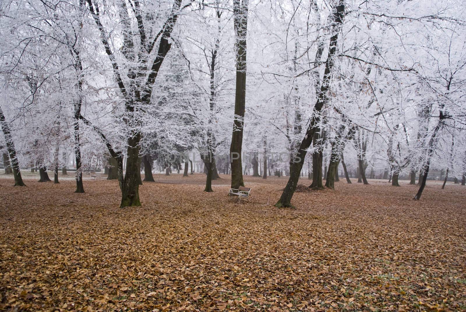 Frozen Wood by Dona203