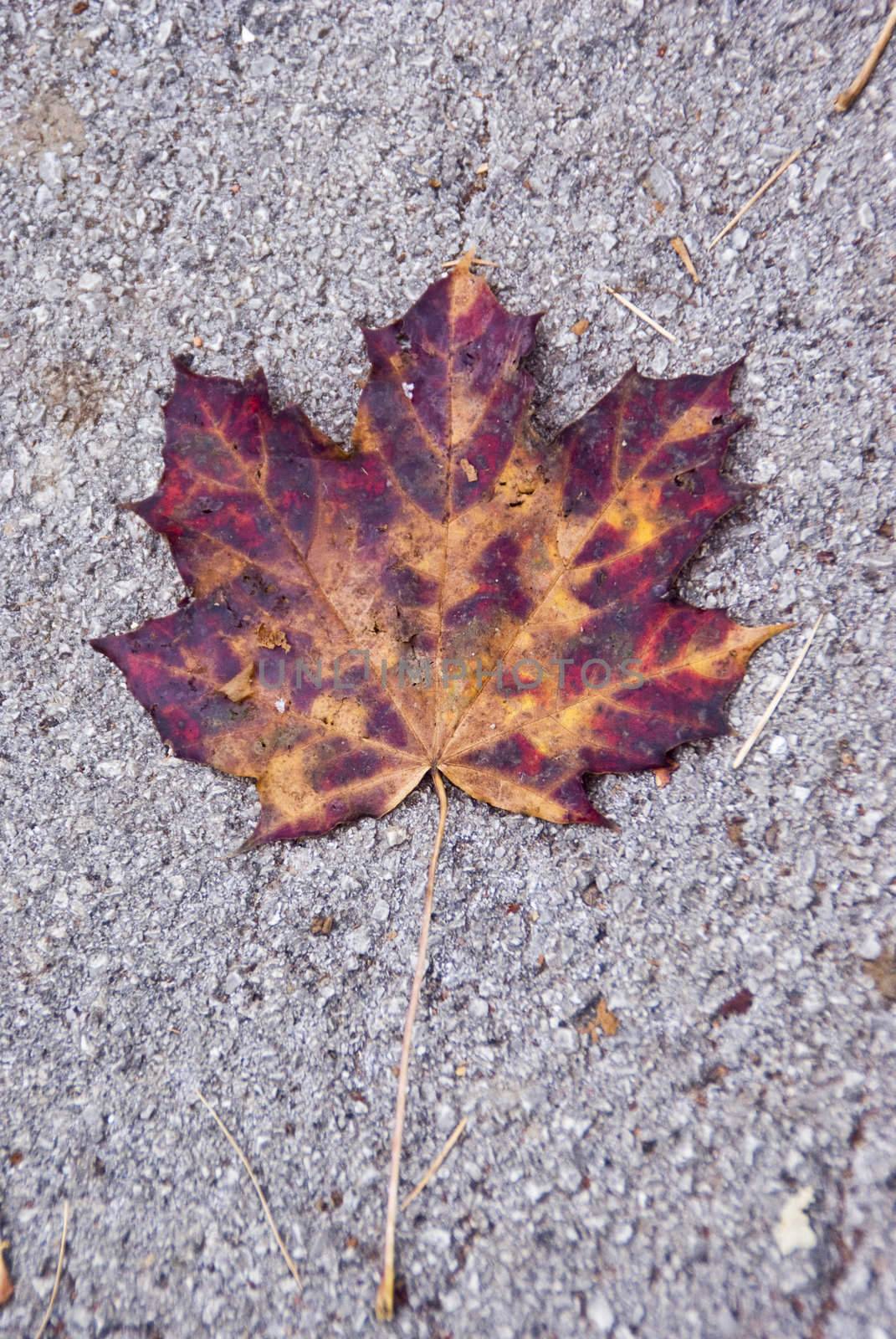 Colorful leaf photographed up close.