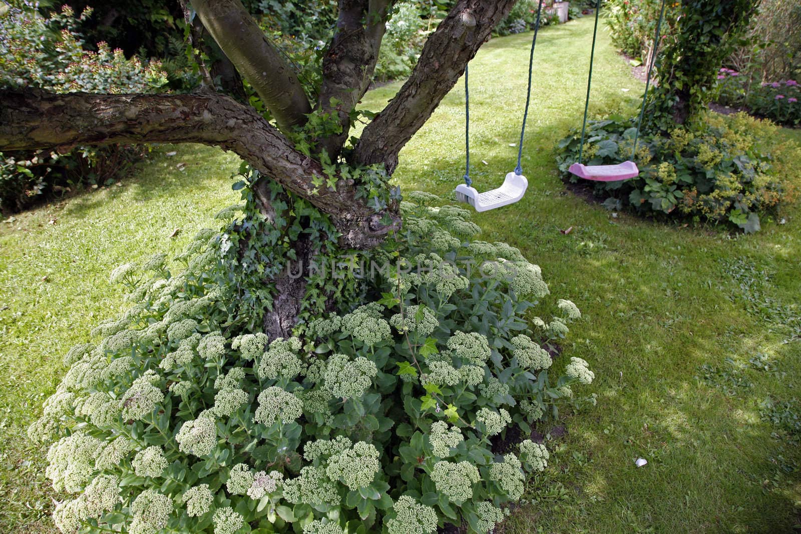 Old Danish country garden with Sedum Telephium Herbstfreude and swings for the children.