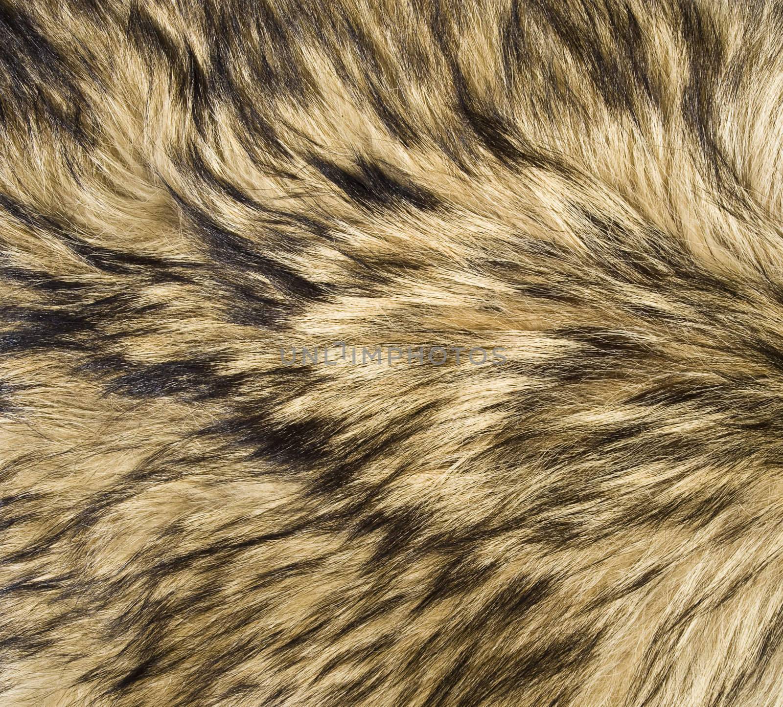 Wolf Fur Texture by thyrymn