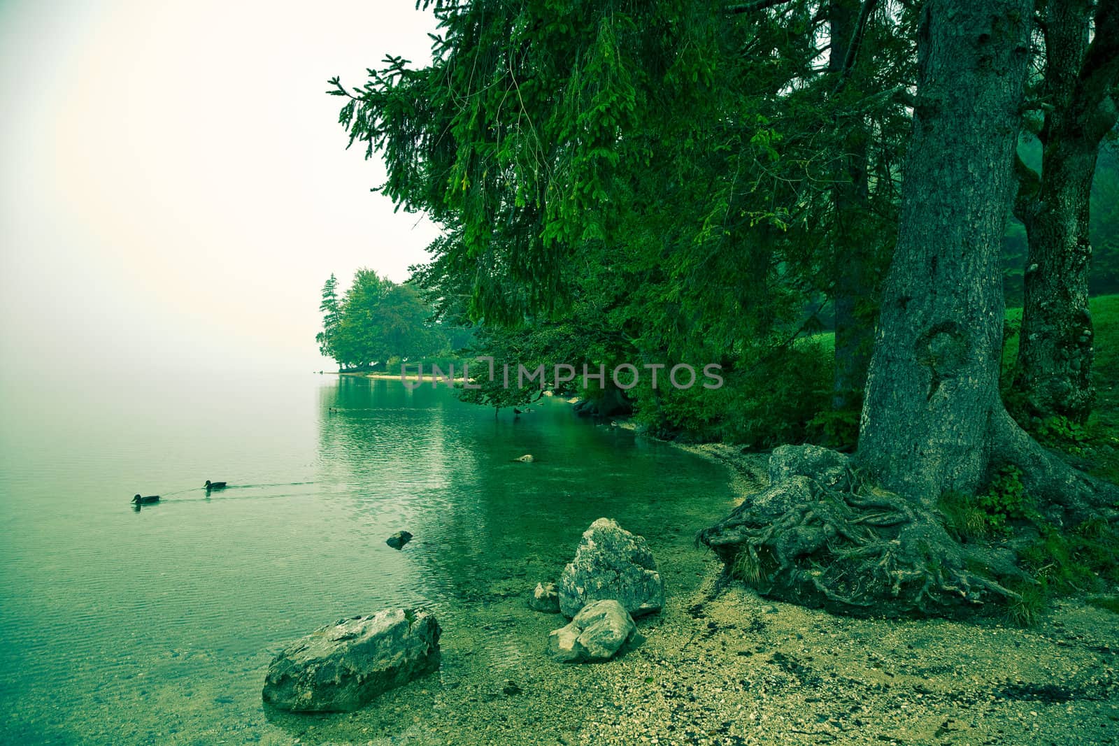 Tranquil and misty morning by Lake Bohinj - Slovenia. Cross processed. Space for text.