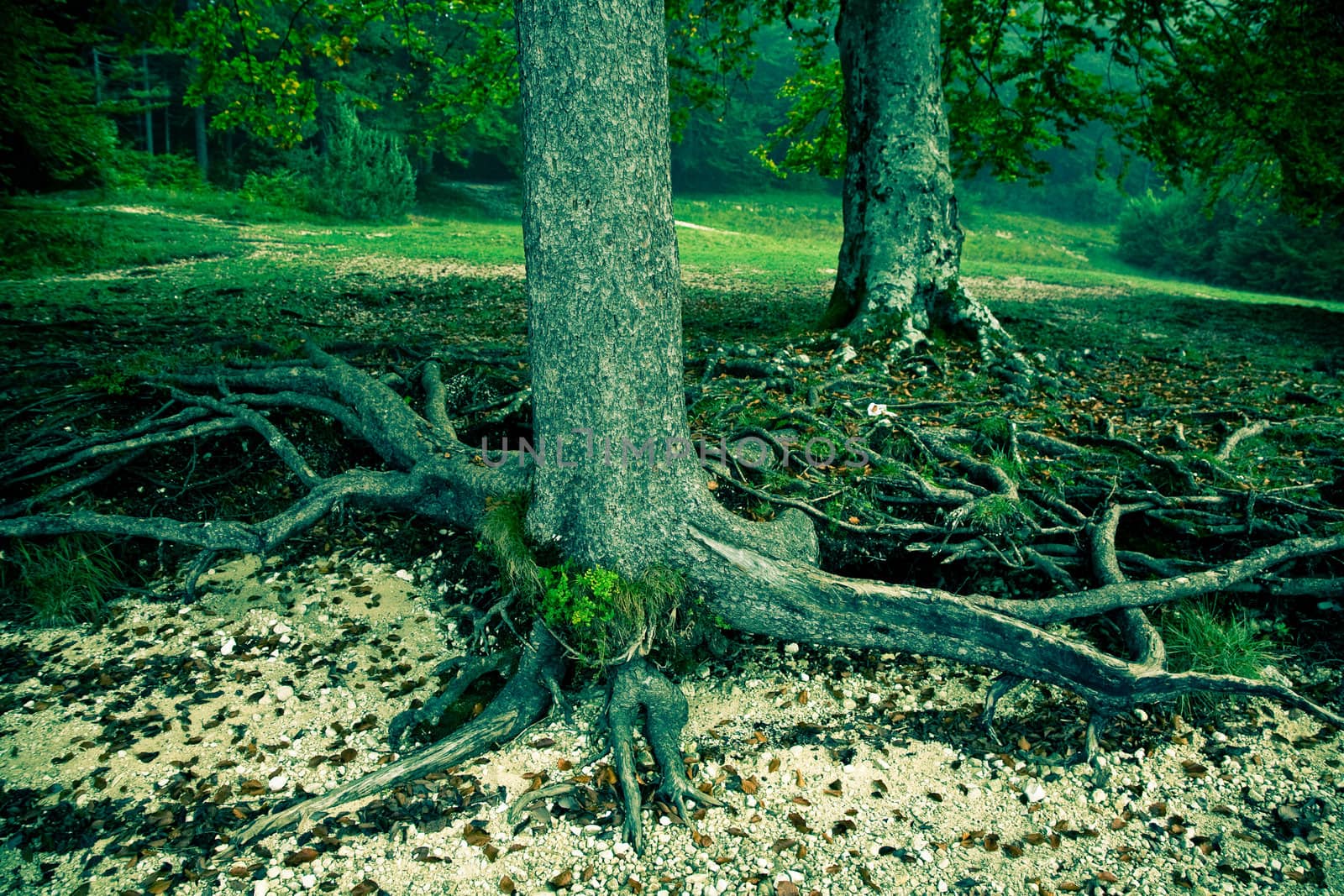 Trees with nice roots by Lake Bohinj - Slovenia on a misty morning - cross prossed.