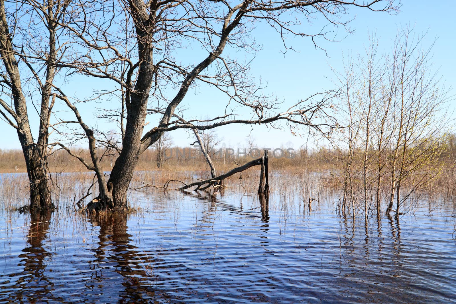 flood in old wood