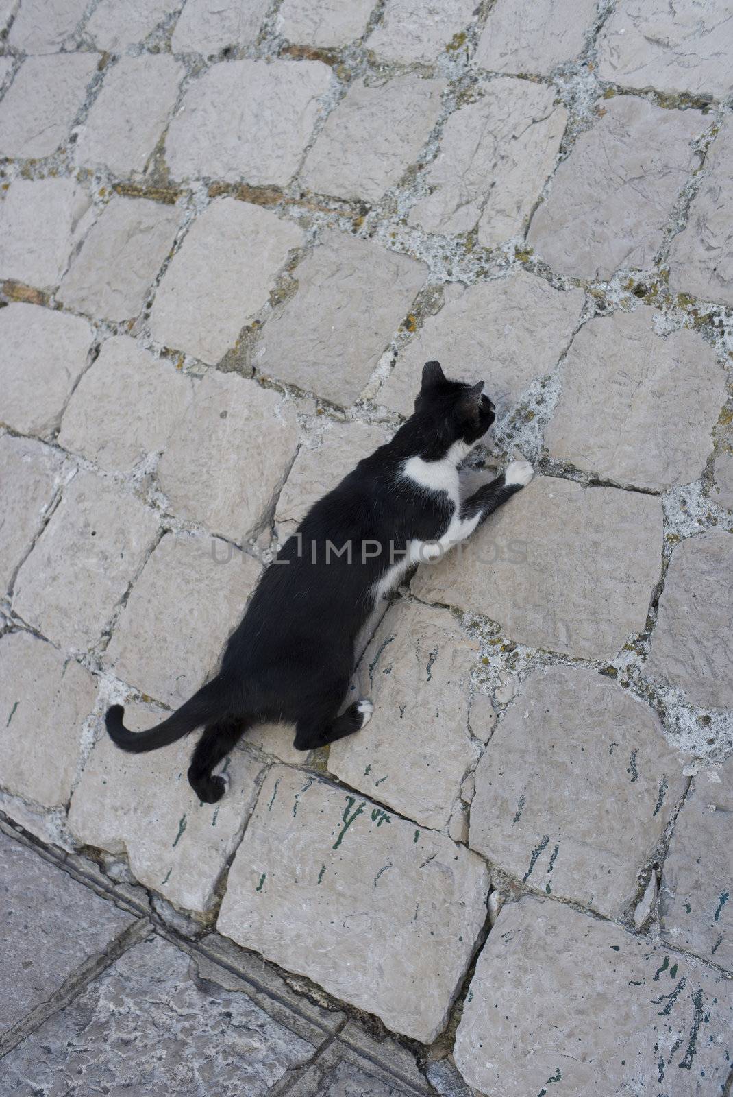 Black Croatian cat climbing a steep wall - Dubrovnik.
