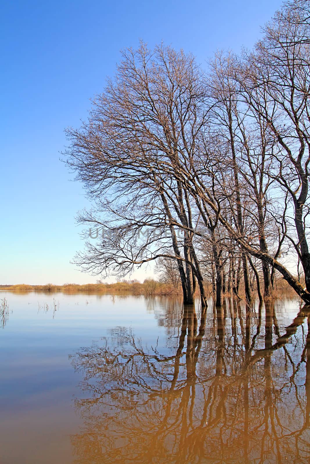 flood in wood