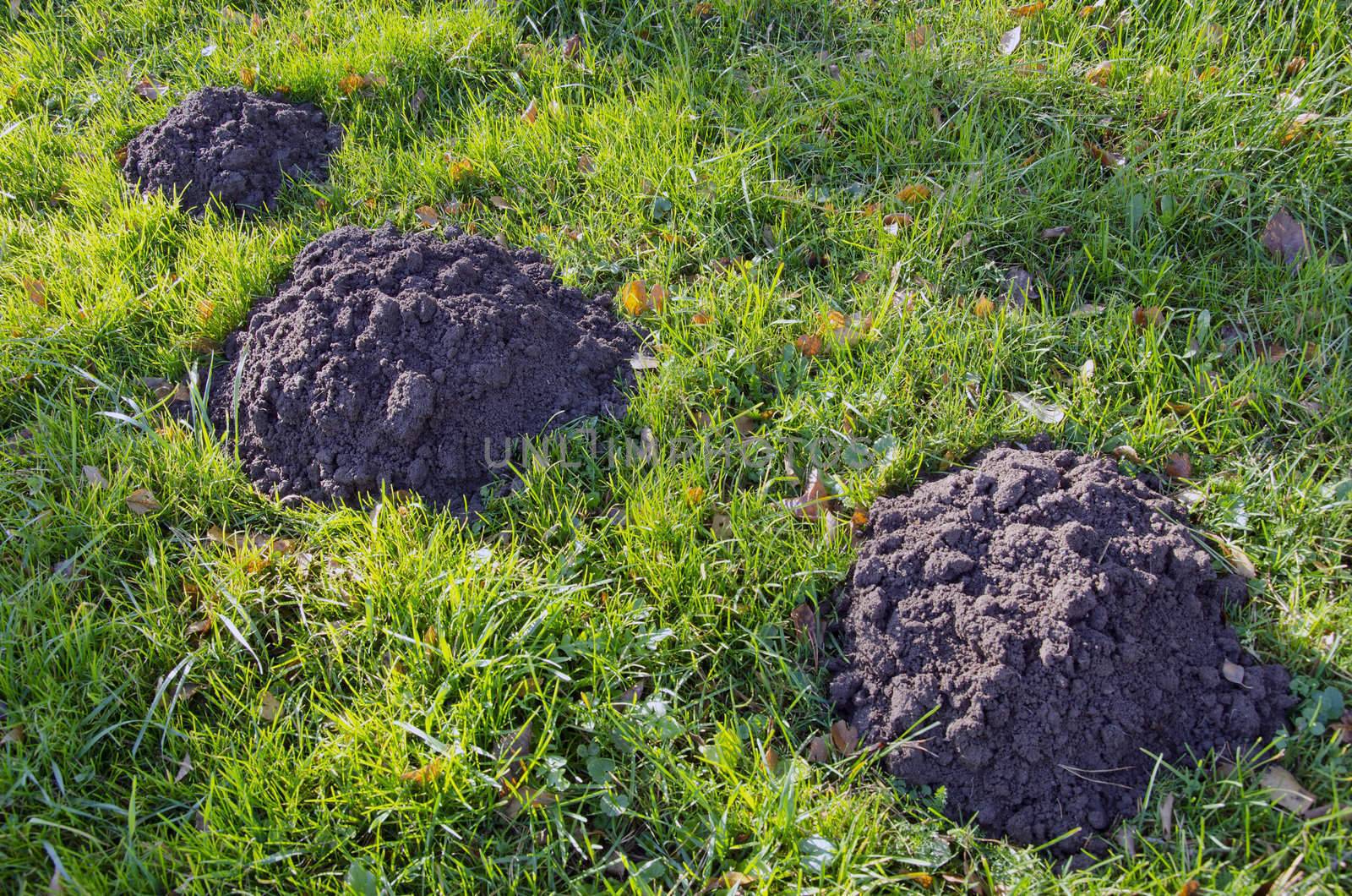 Moles dig mole-hills in meadow. Parasitic animals digging ground.