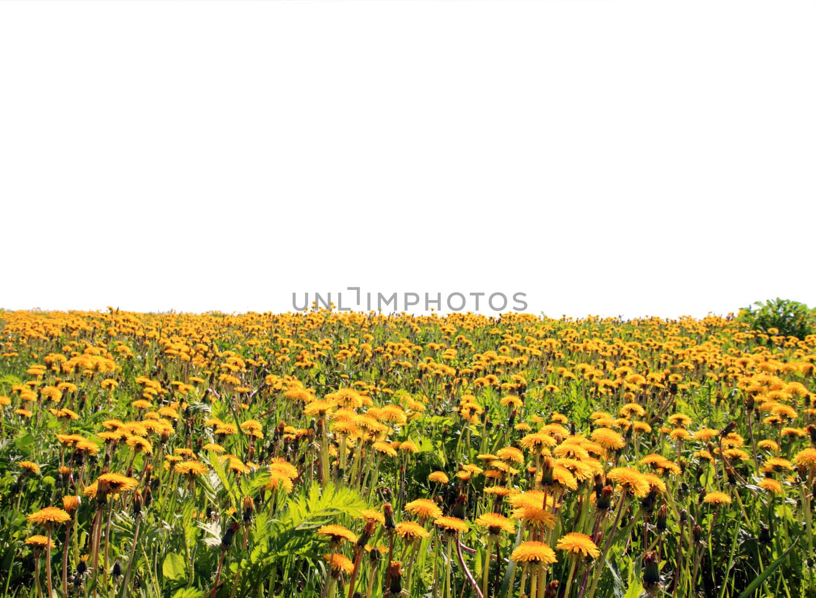 dandelions near wood