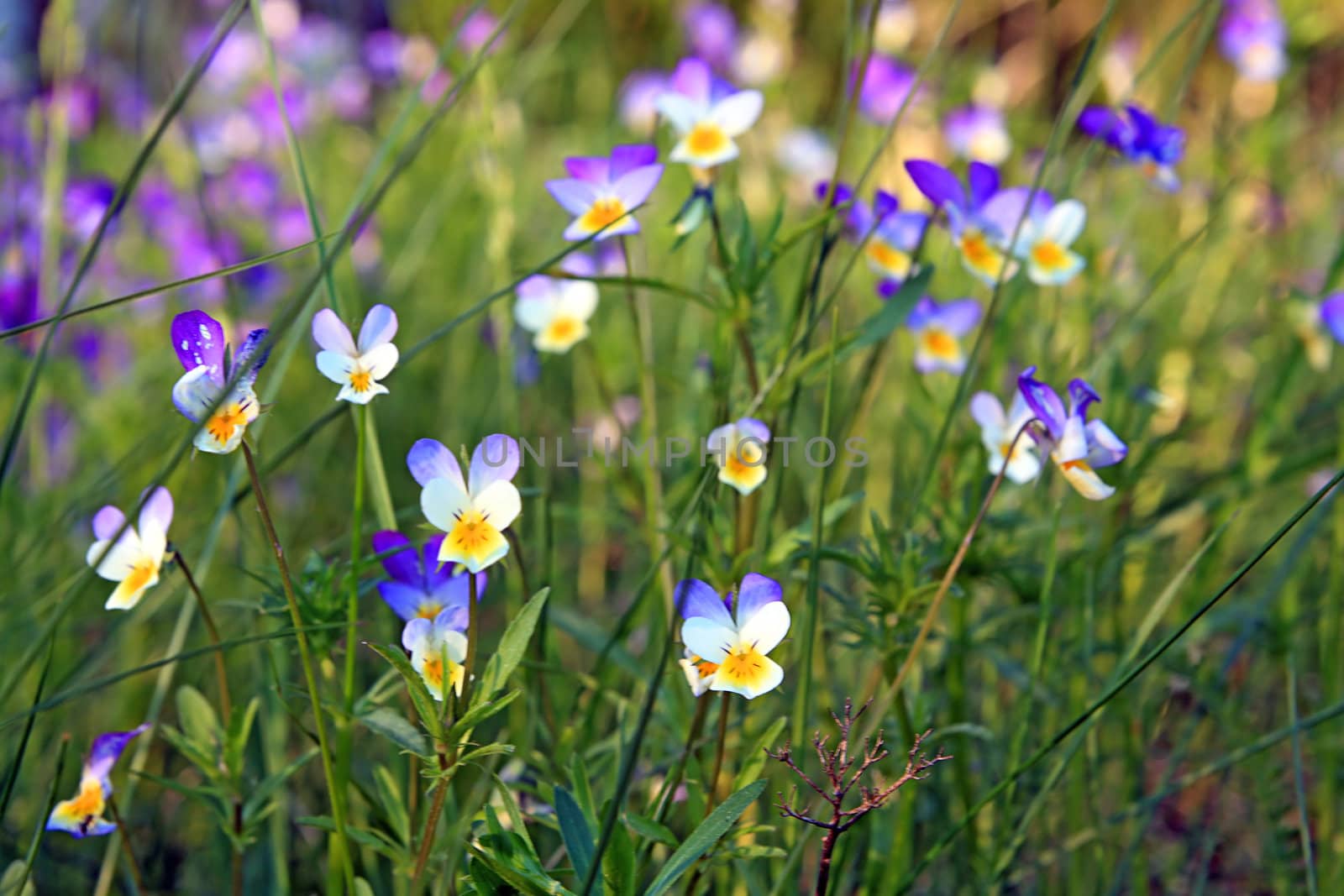 violets on field