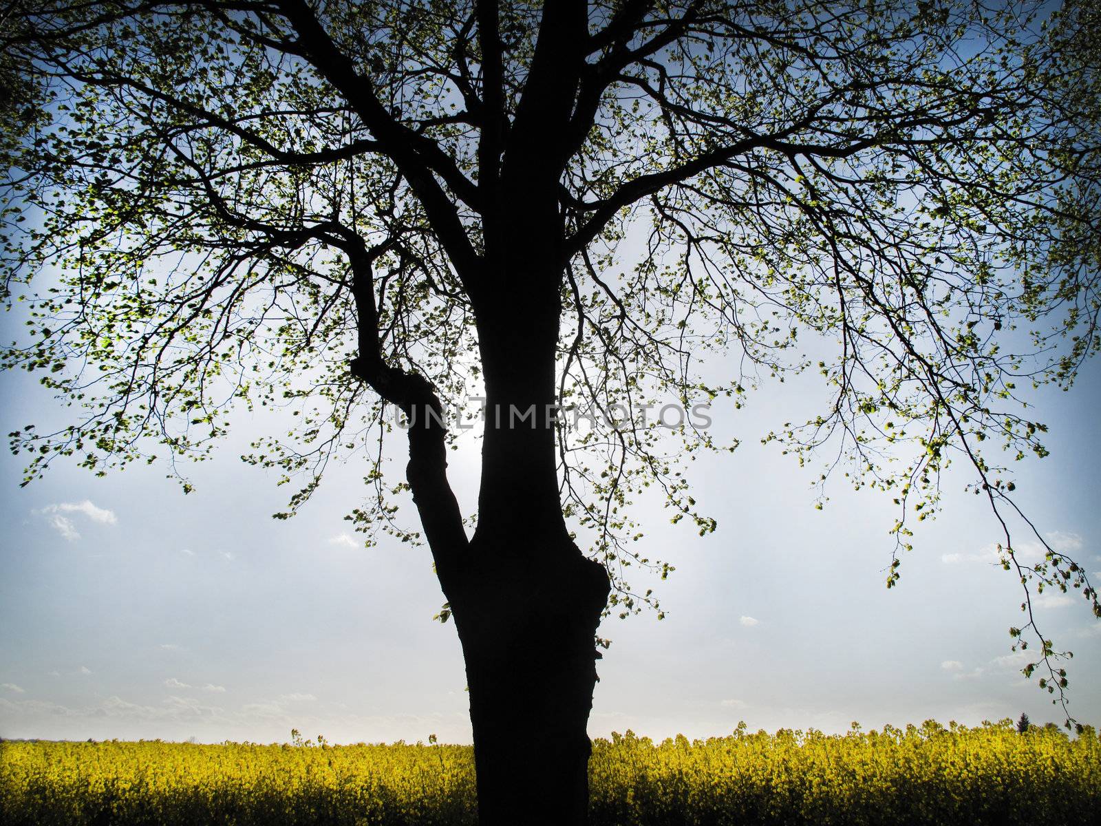 Graphical tree and Rape field at springtime - Denmark.