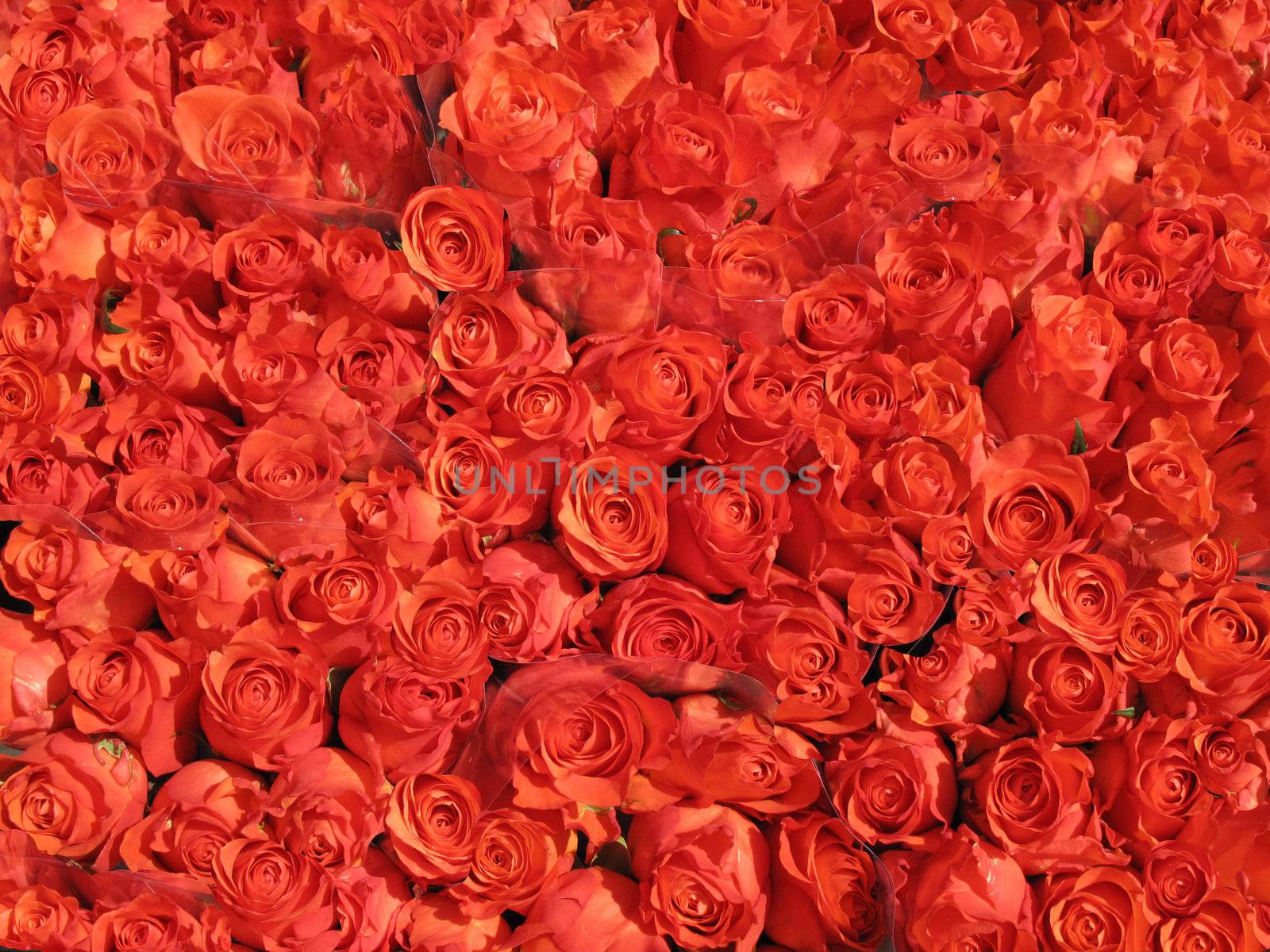 Bunches of red roses for sale - Denmark.
