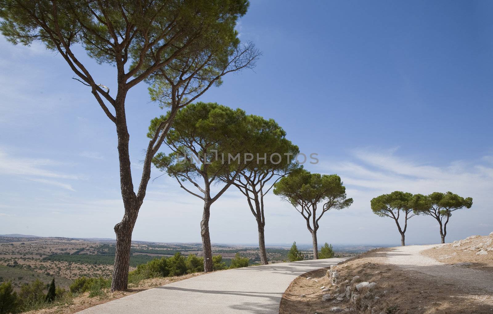 Beautiful landscape in Apulia, Italy with Pine trees along a footpath.