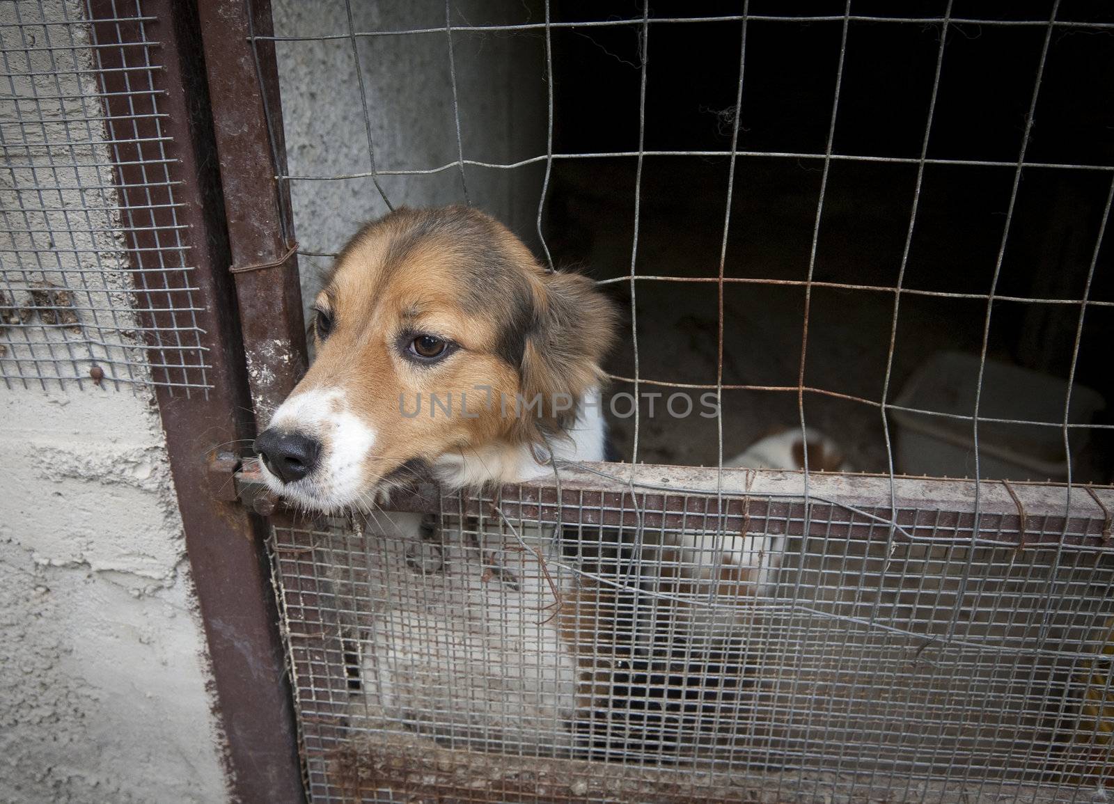 Cute dog under lock and key looking out into the freedom -  region of Campania Italy.