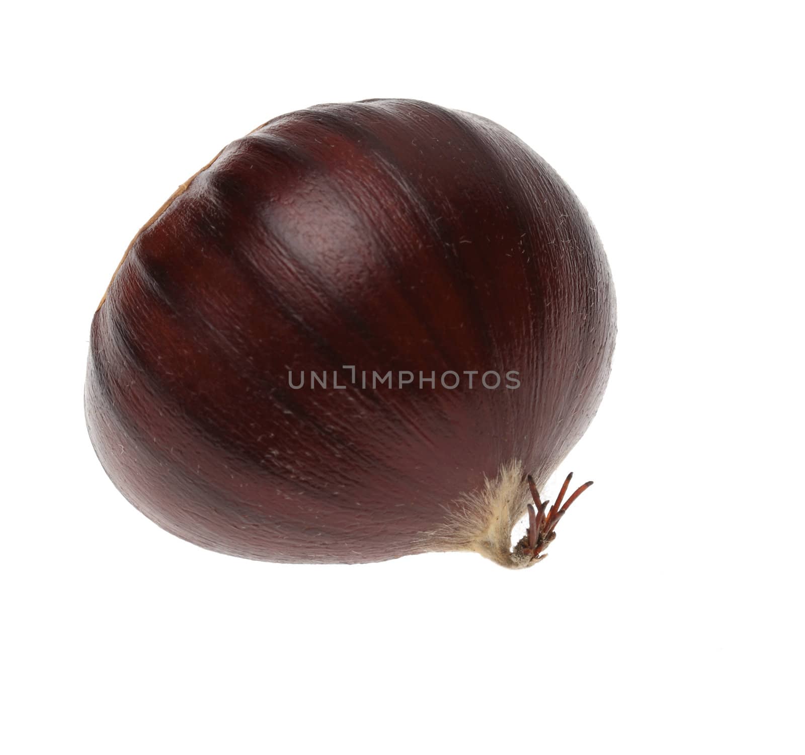 Image of a single chestnut against a white background.