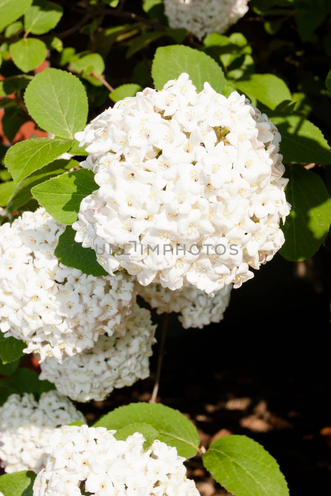 Korean spice viburnum (Viburnum carlesii) is deciduous flowering shrub.