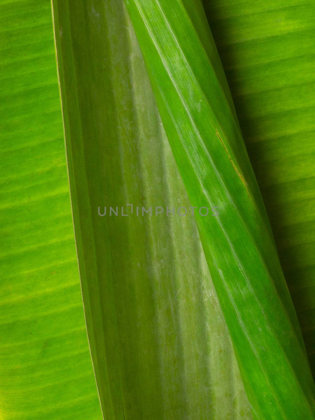 close up of banana leaves
