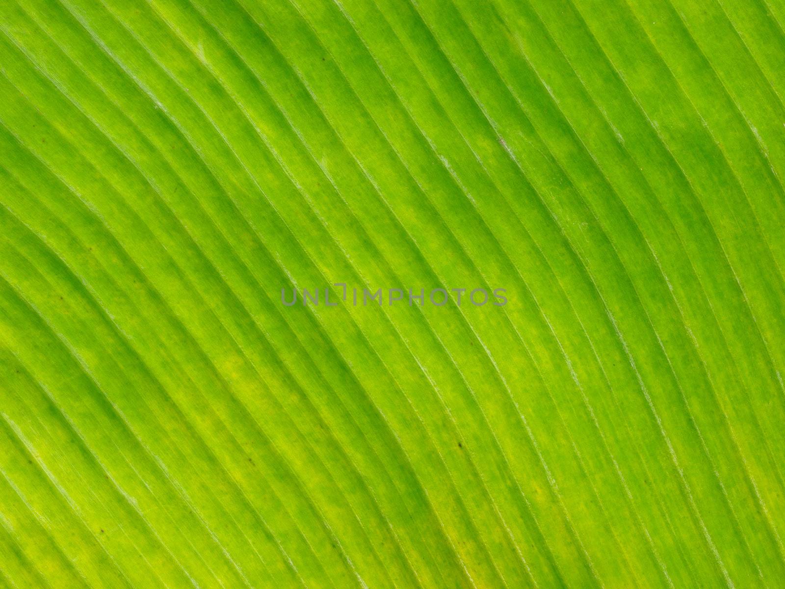 close up of a banana leaf