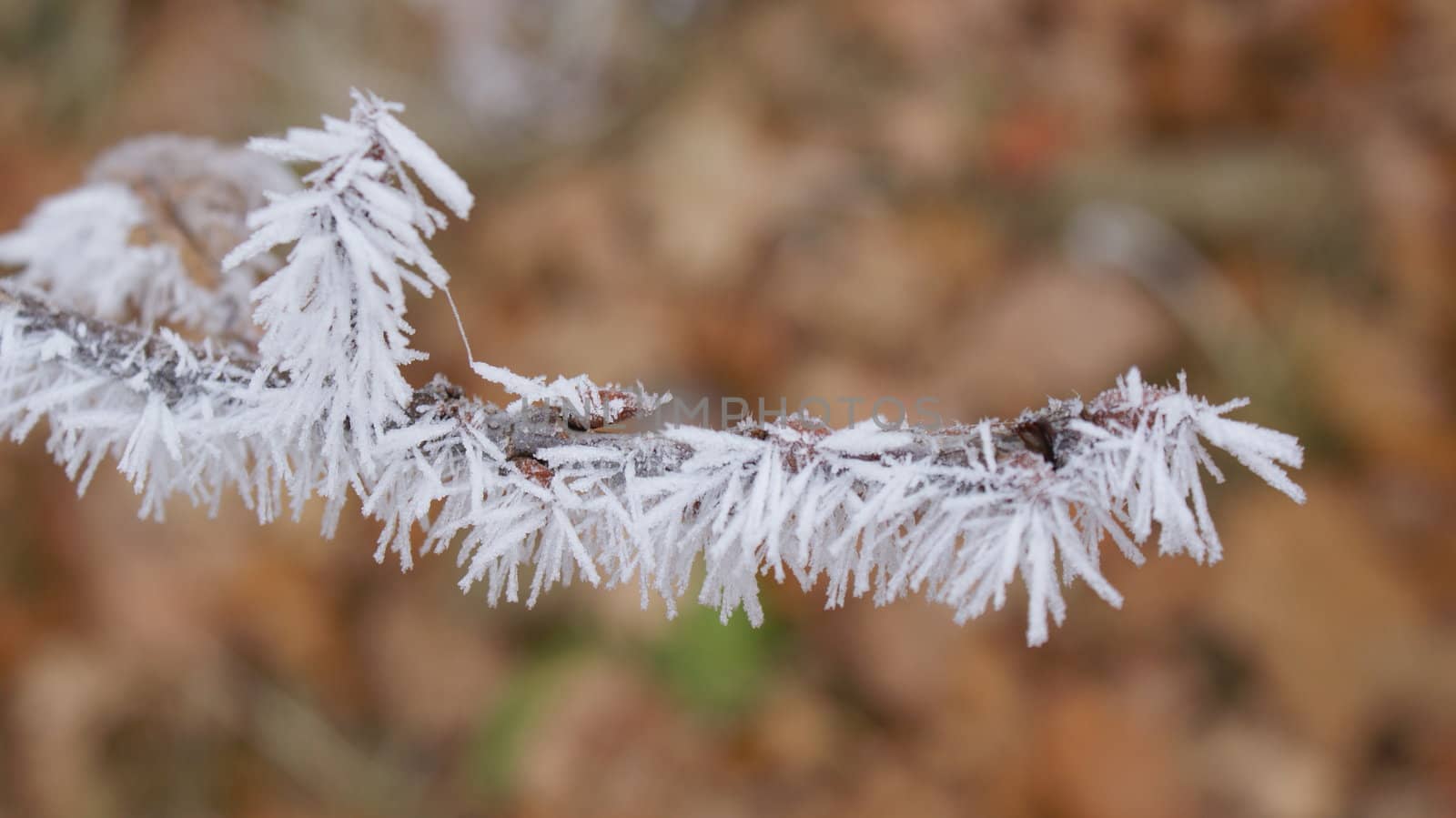 The first autumn frosts in nature