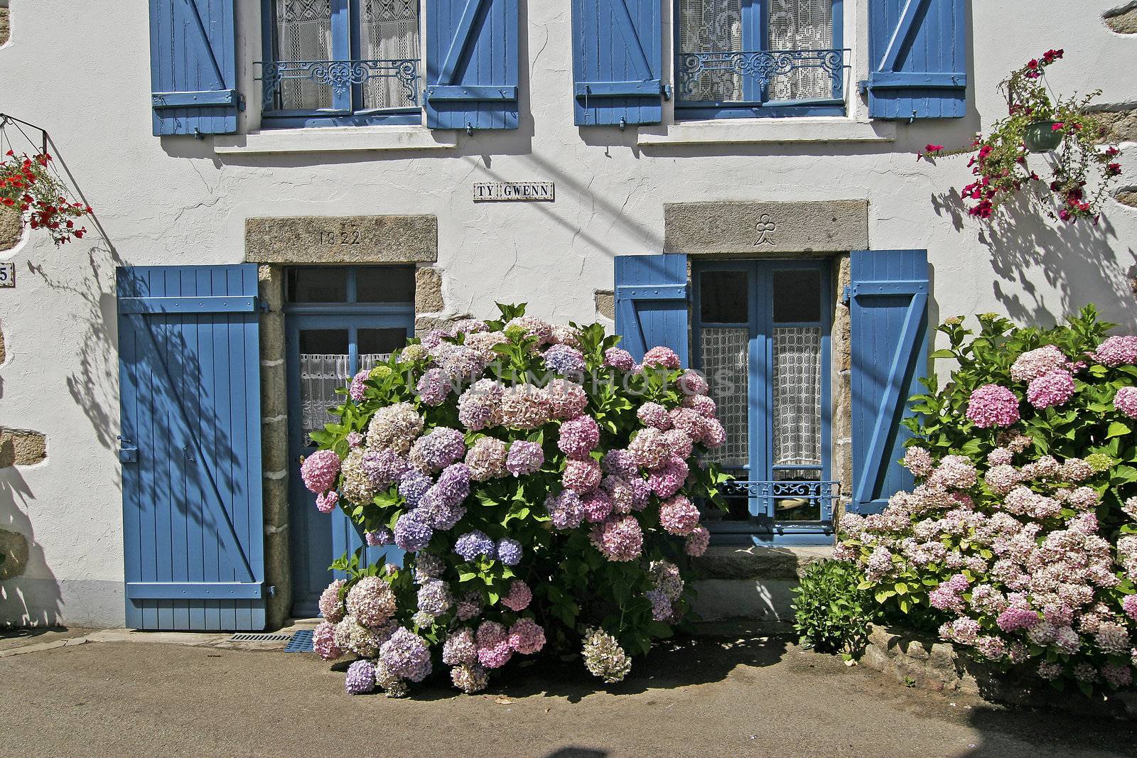 Bretonic house with flowers, Hydrangea, near Ploutharnel, Brittany, North France.
Plouharnel, bretonisches Haus, Haus mit Blumen, Hortensien, Hydrangea, Hortensie