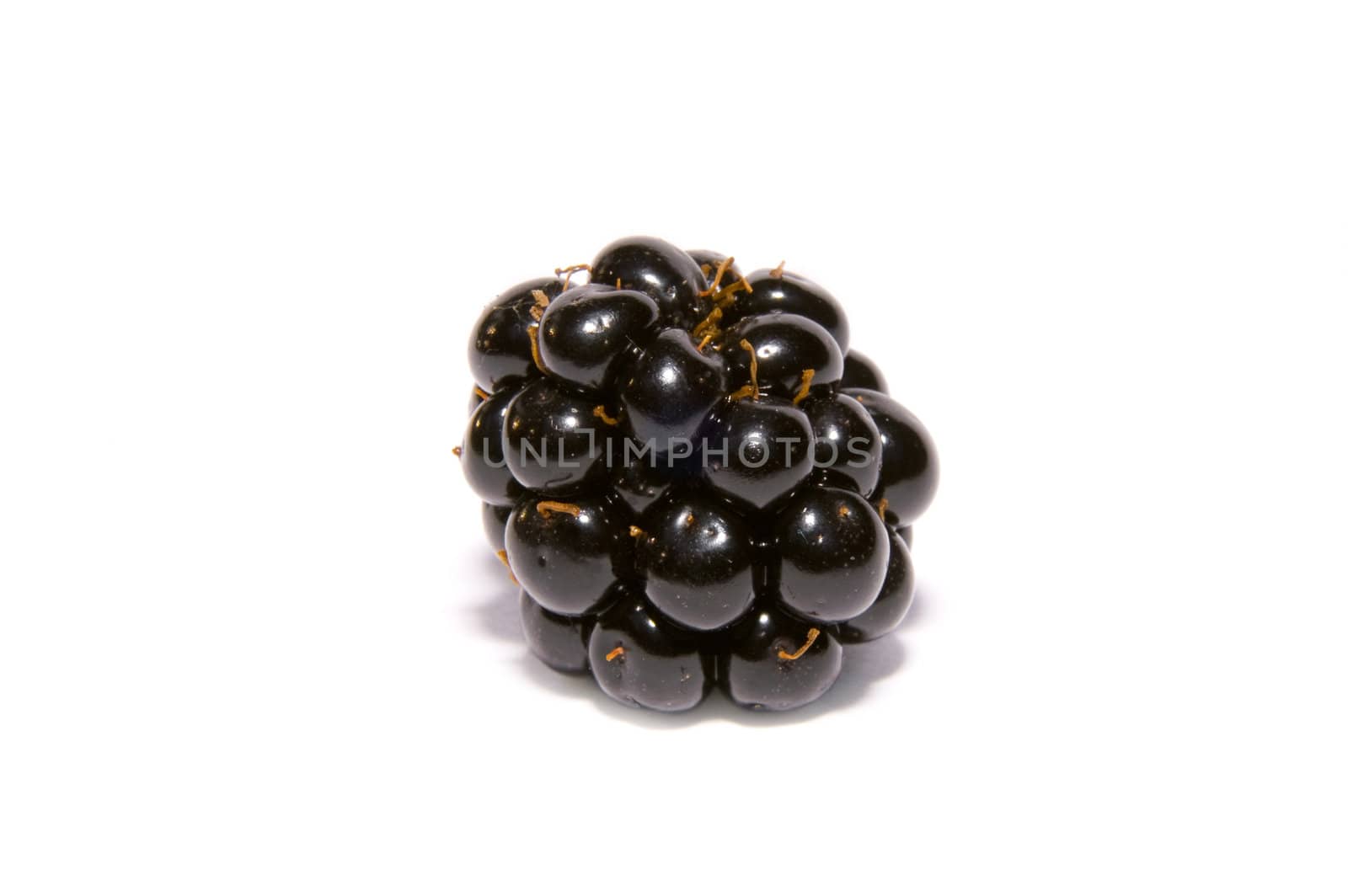 close up of one blackberrie on a white background 