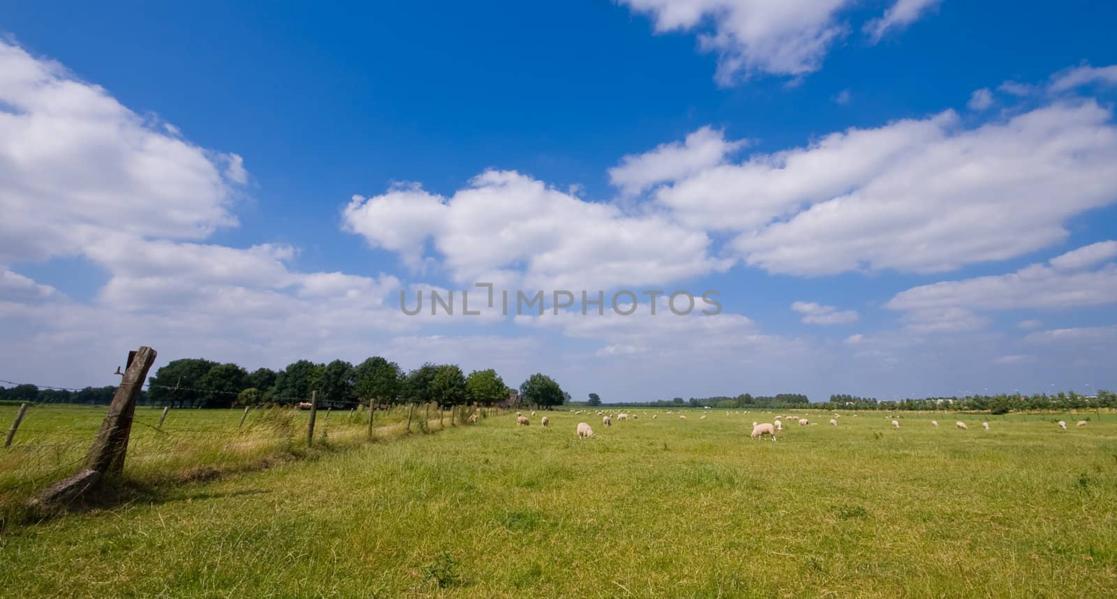 landscape with sheep on a rural meadow with blue cloudy sky