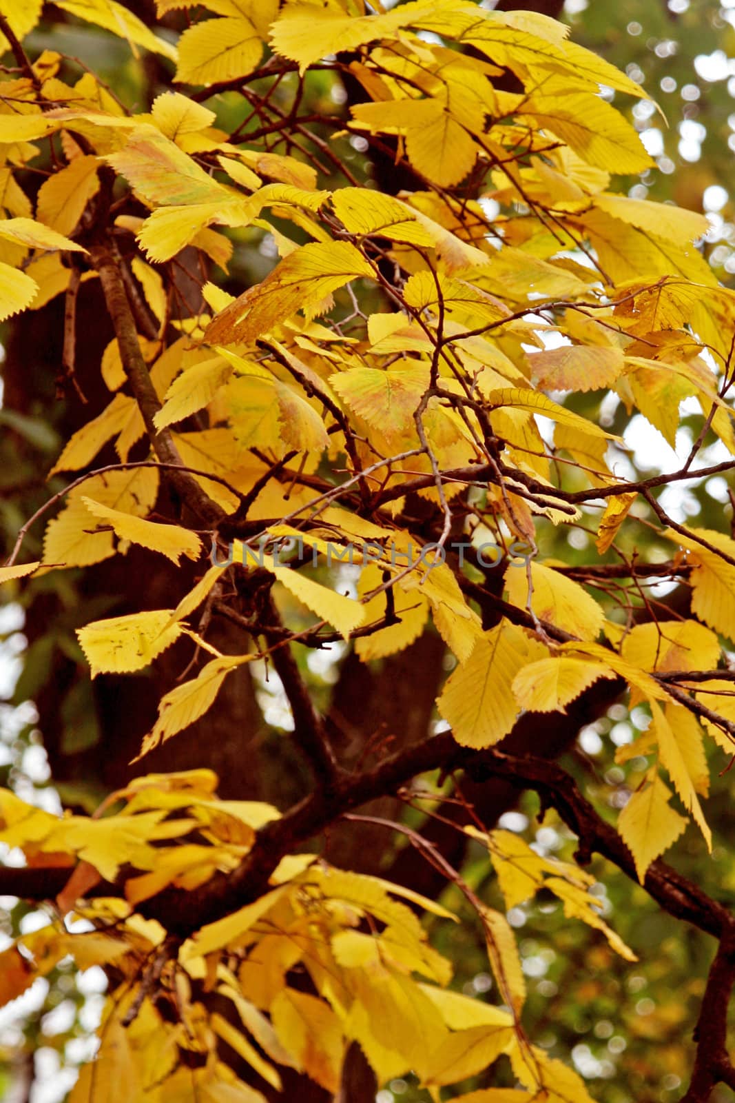 Leaves of trees in the autumn in the park