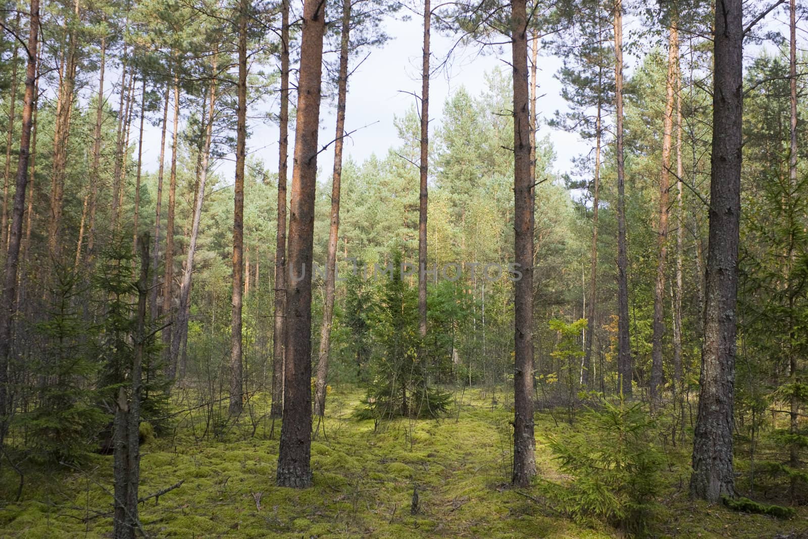 Autumn pinewood