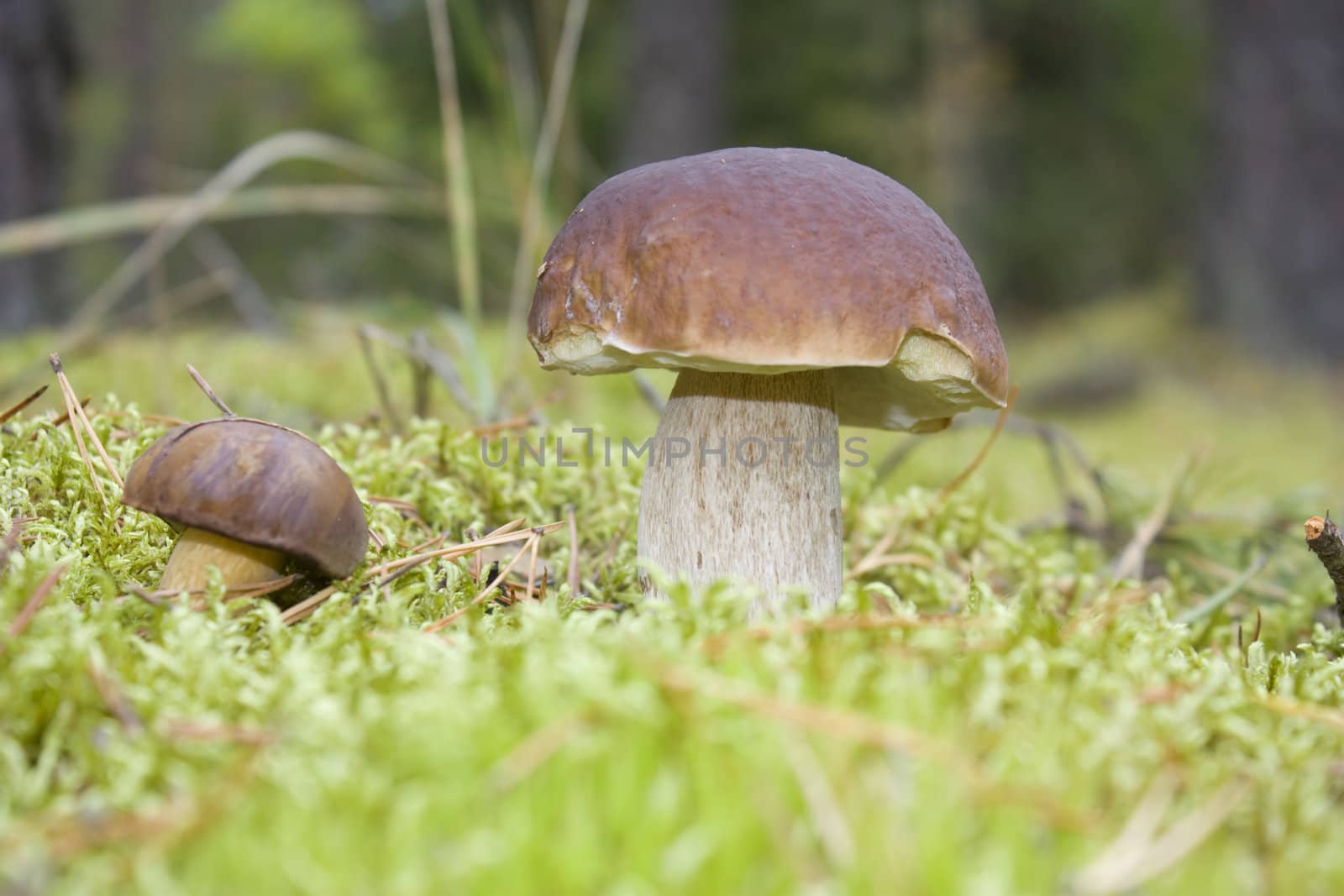 wild mushrooms in moss