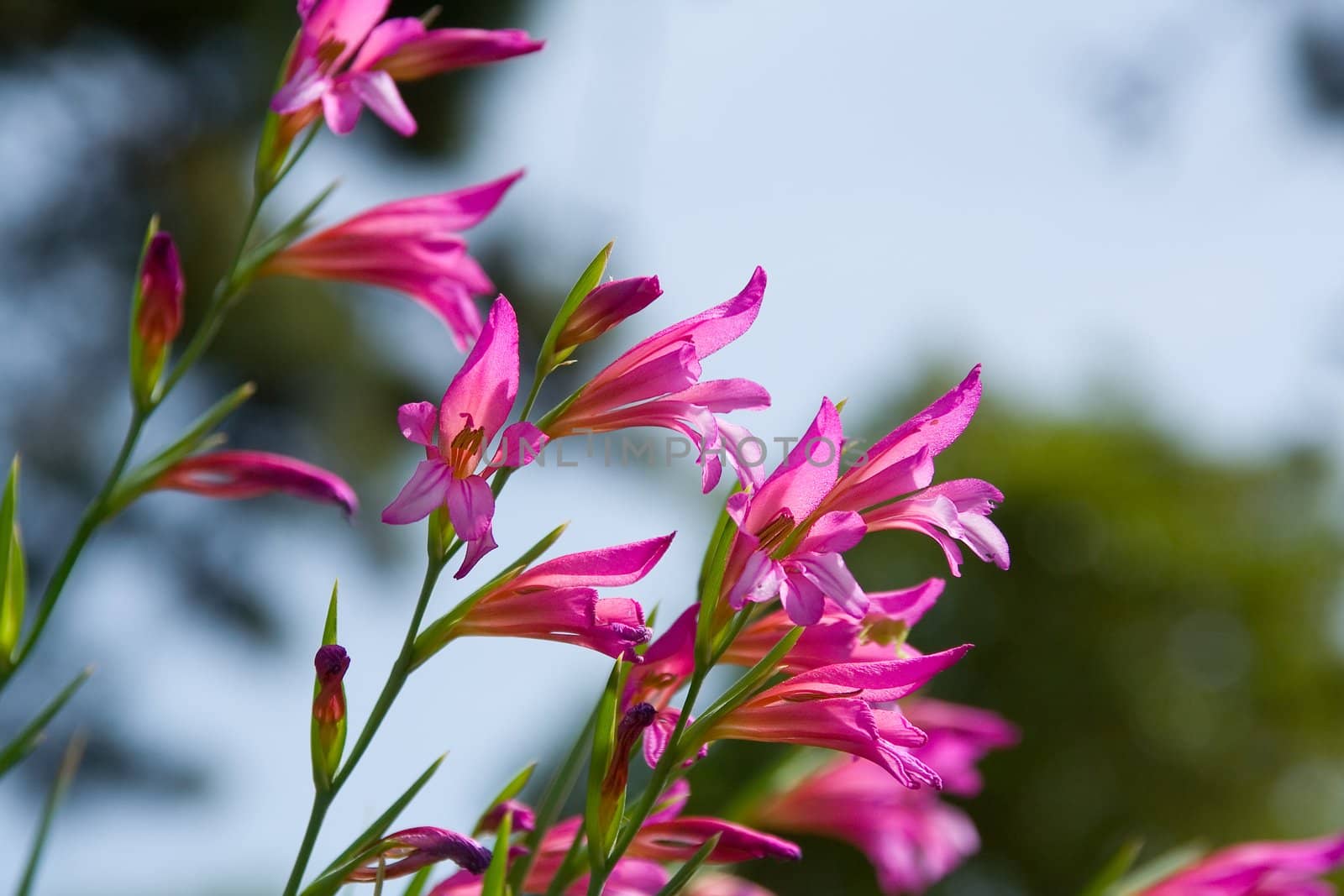 Wild Gladiolus by Vladimir