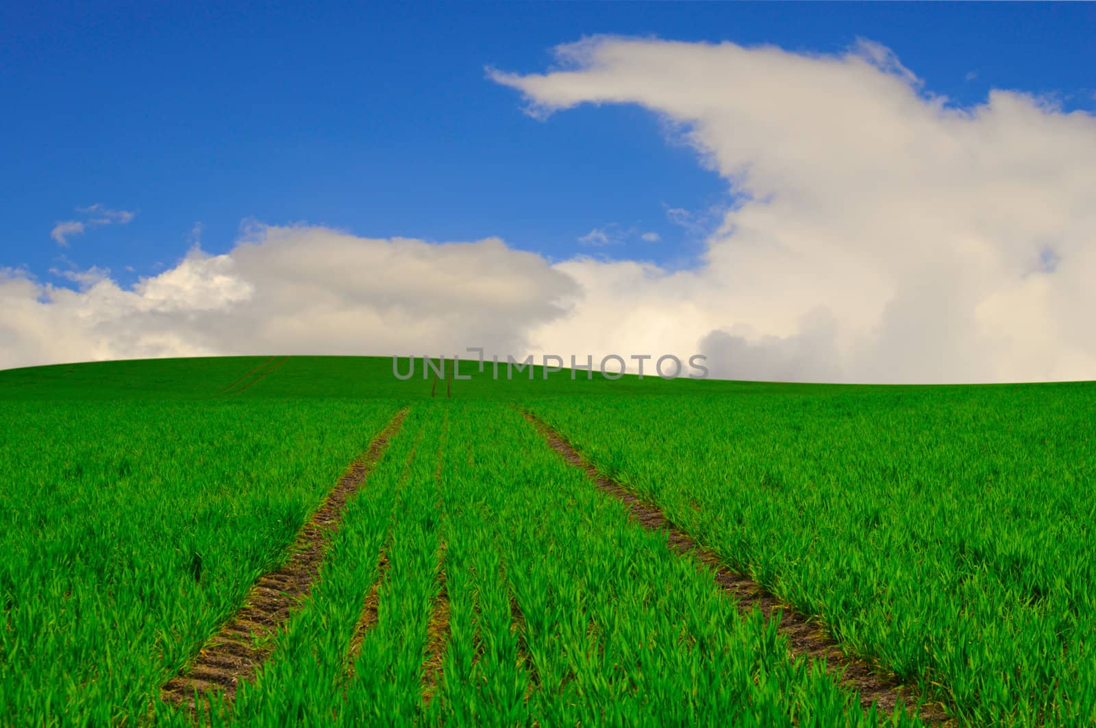 green fields and blue sky with clouds