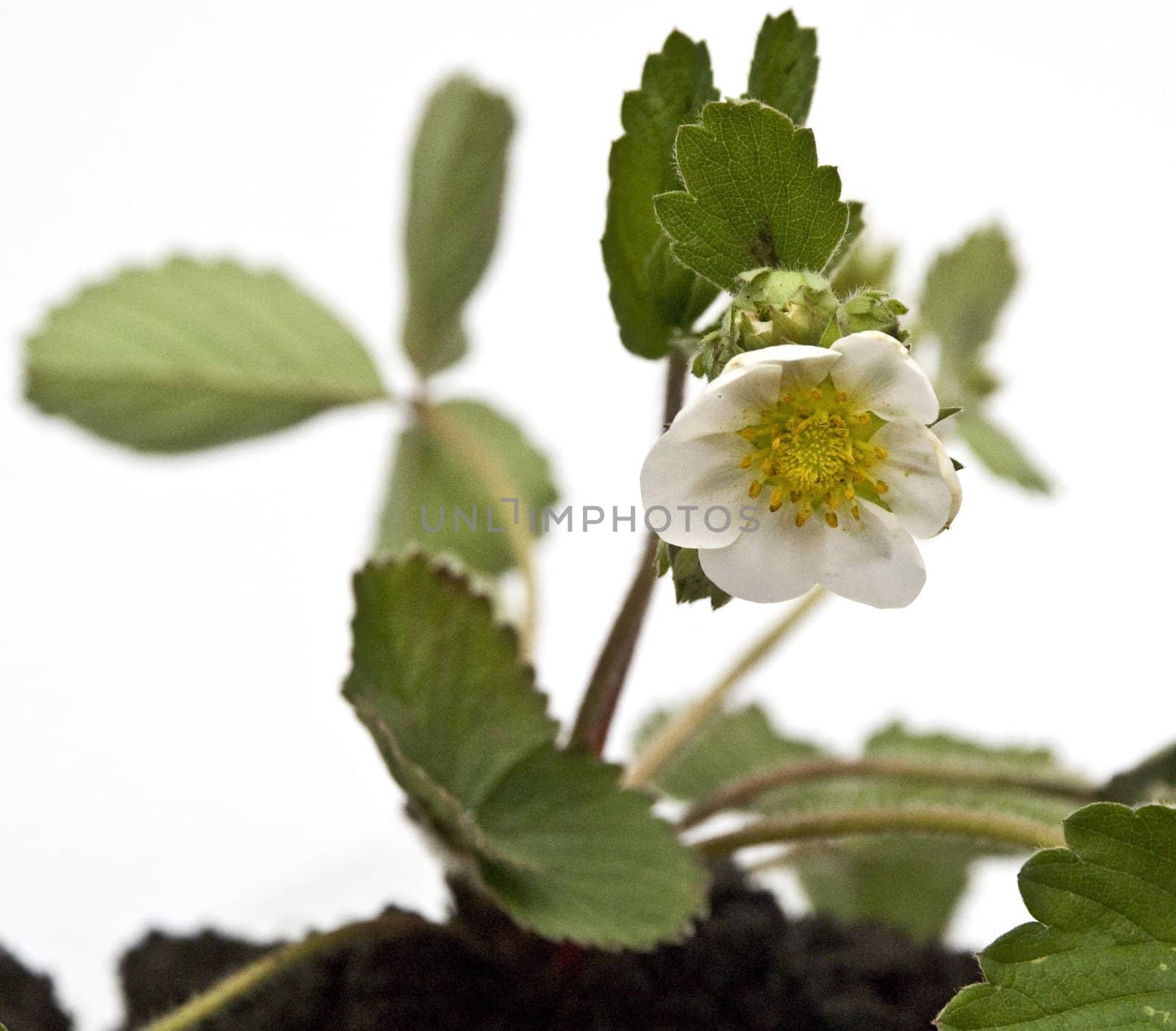 sprout of strawberry on a white background