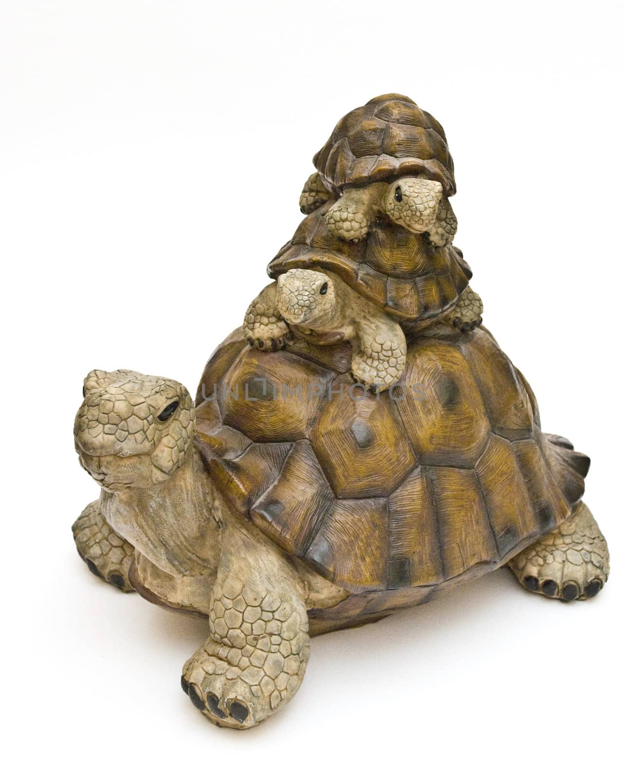 three tortoises on a white background