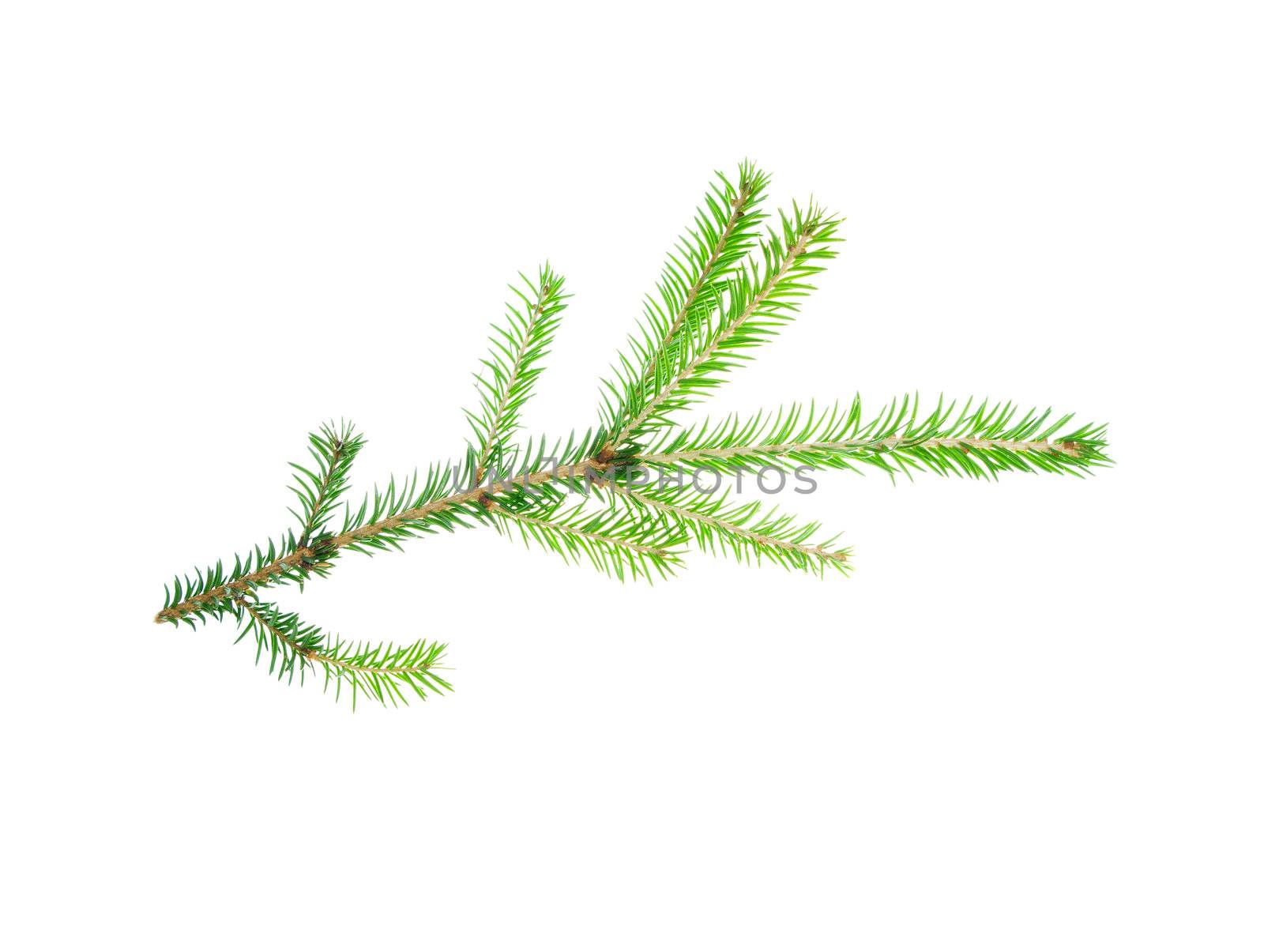 green fir branches with space for your text isolated