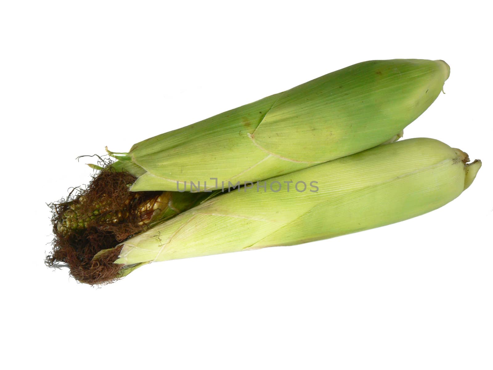 Zea mays in husk isolated on white background