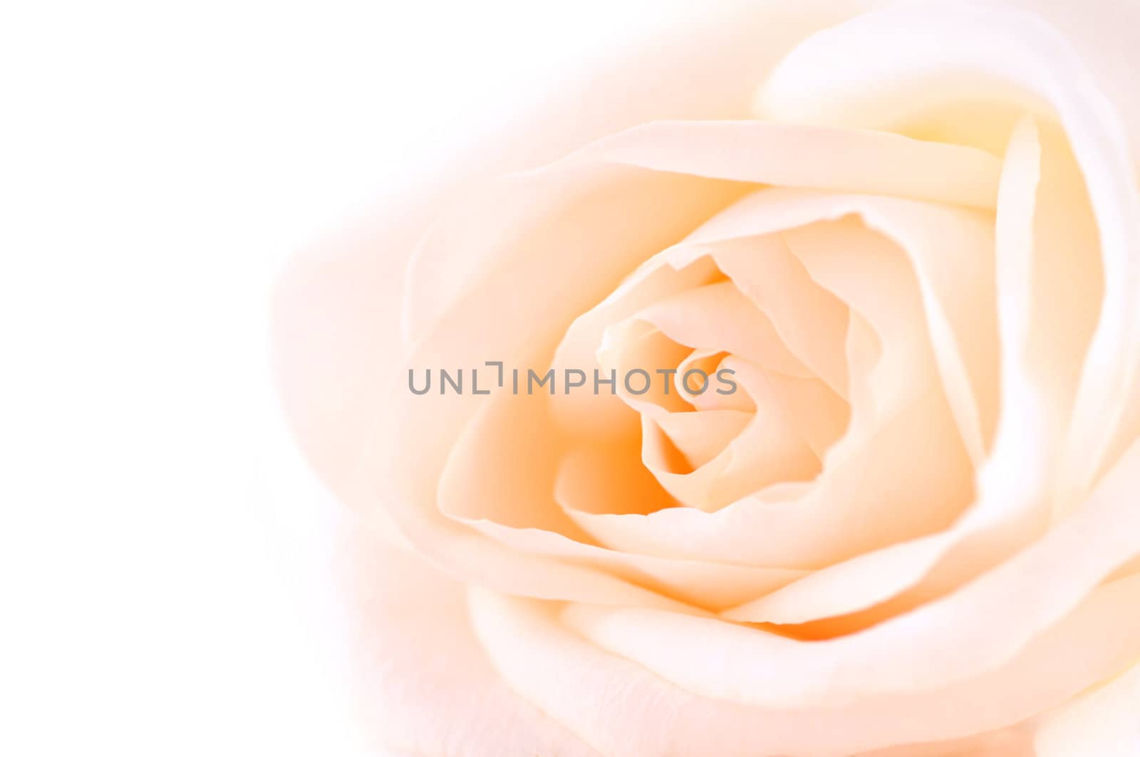 Delicate beige rose by elenathewise