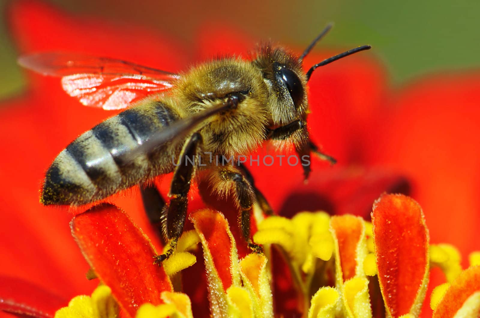 honey bee collects flower nectar