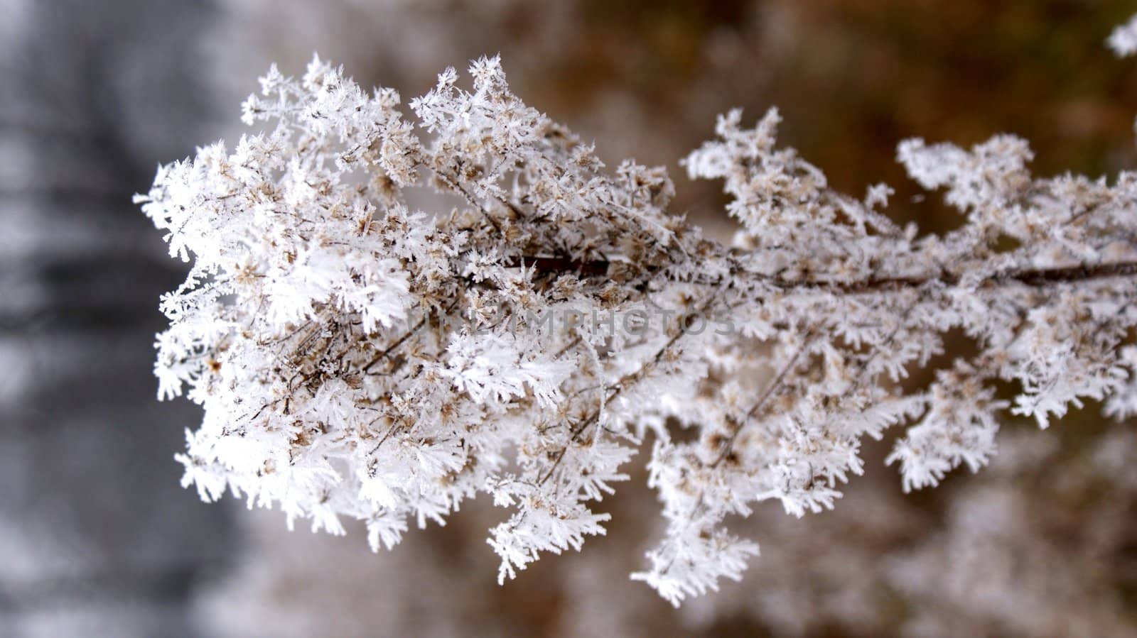 The first autumn frosts in nature